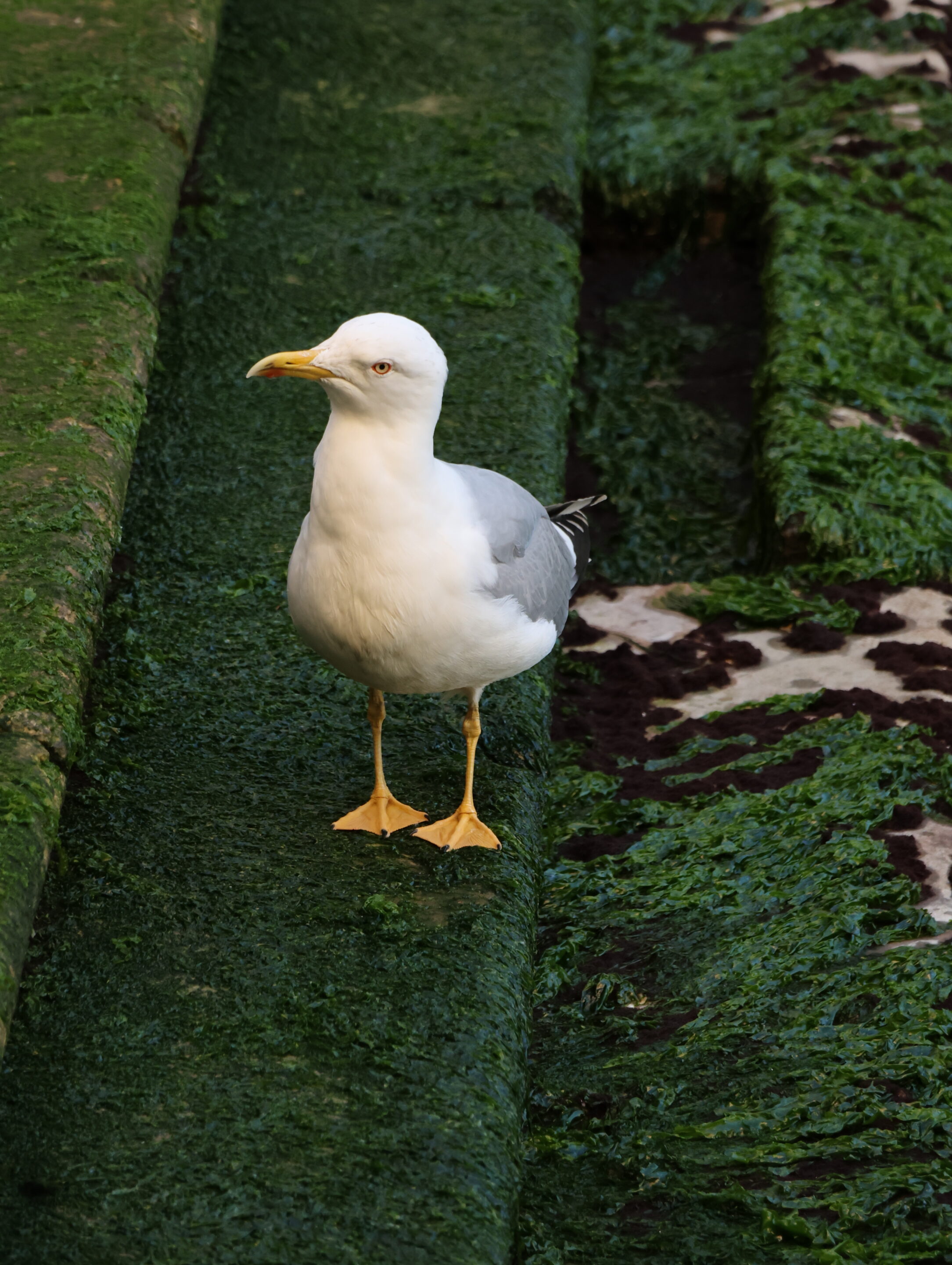 Le monde des oiseaux – Image 26