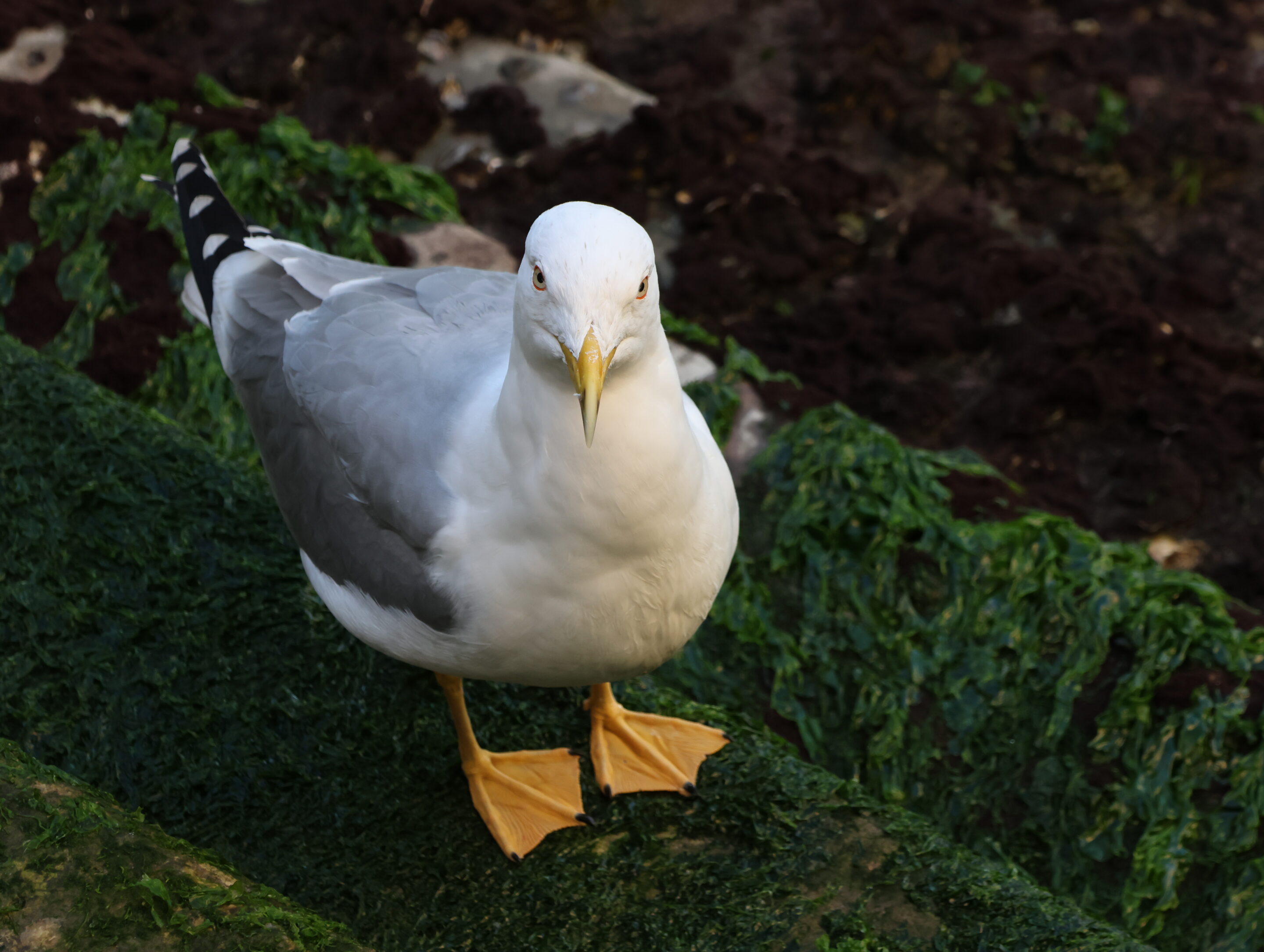 Le monde des oiseaux – Image 21