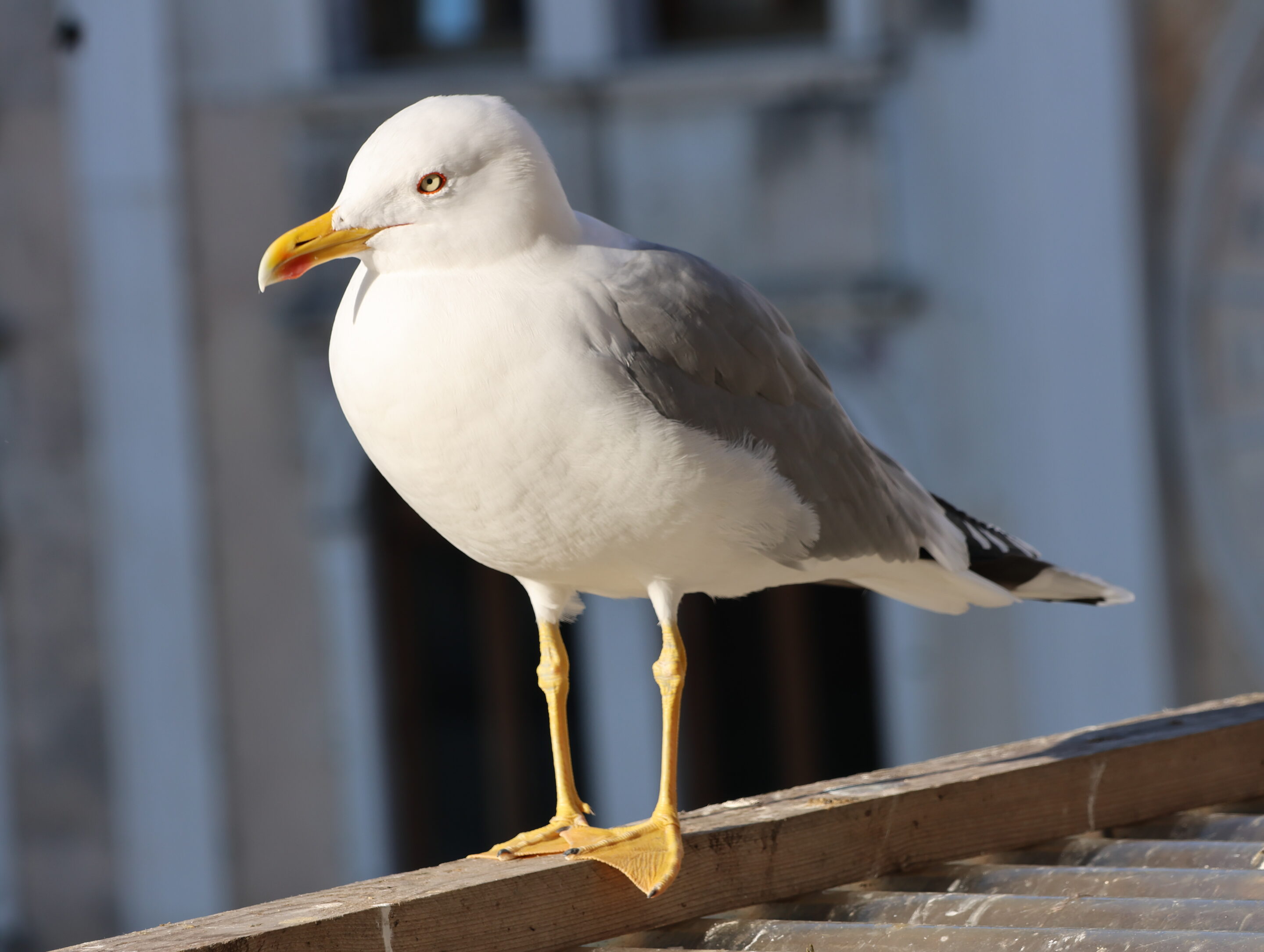 Le monde des oiseaux – Image 19