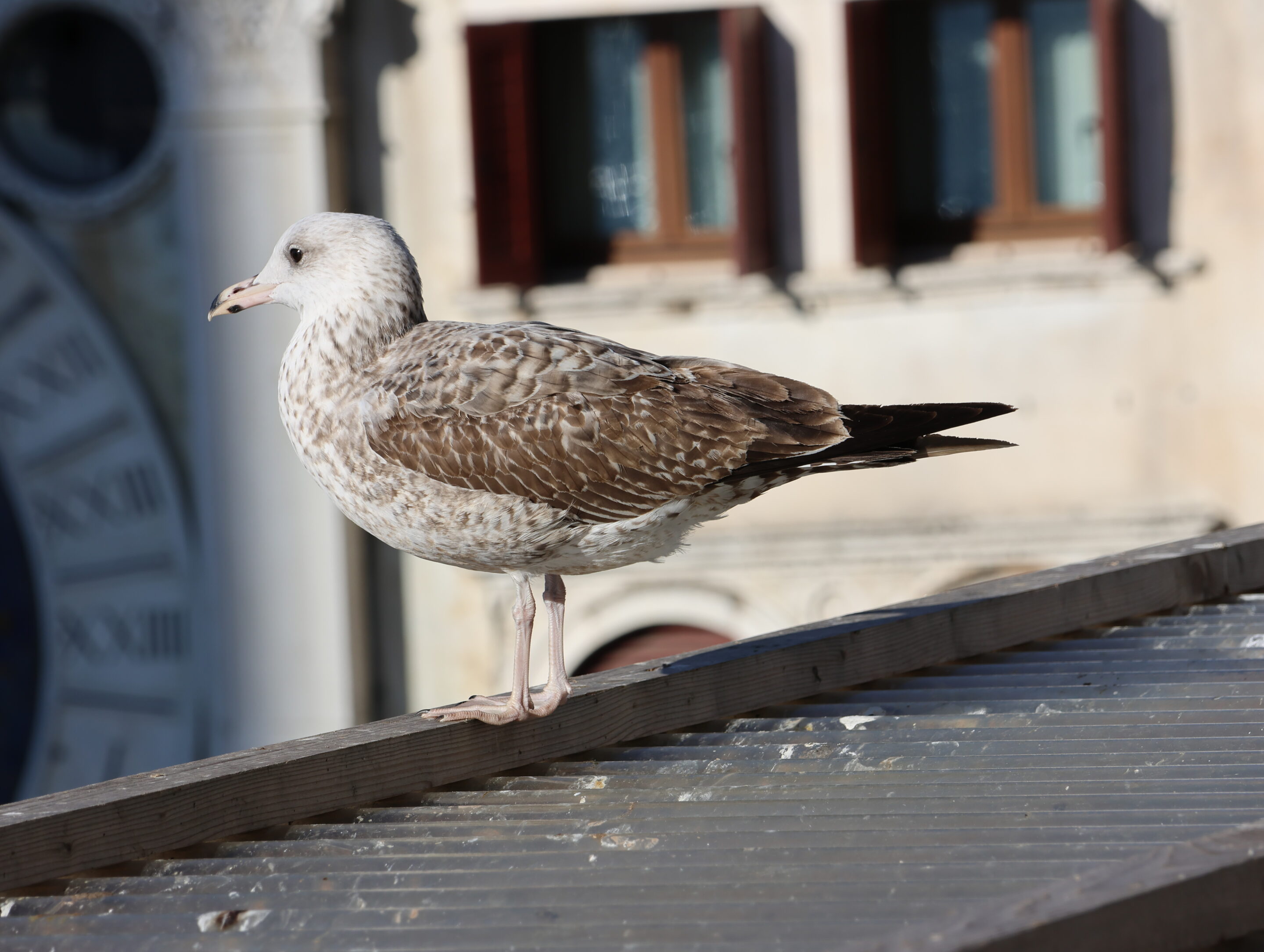 Le monde des oiseaux – Image 23