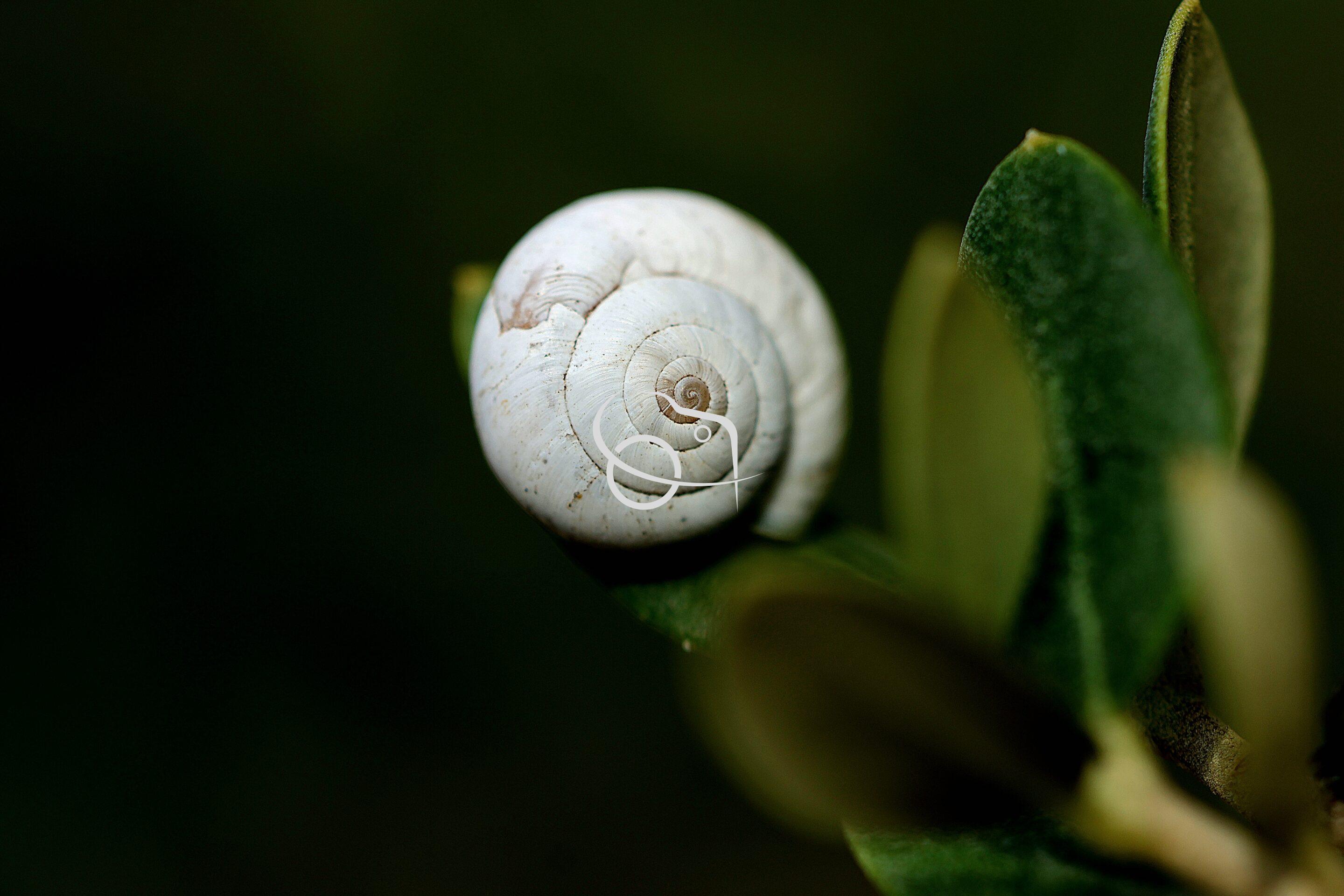 Le Papillon en macro – Image 11