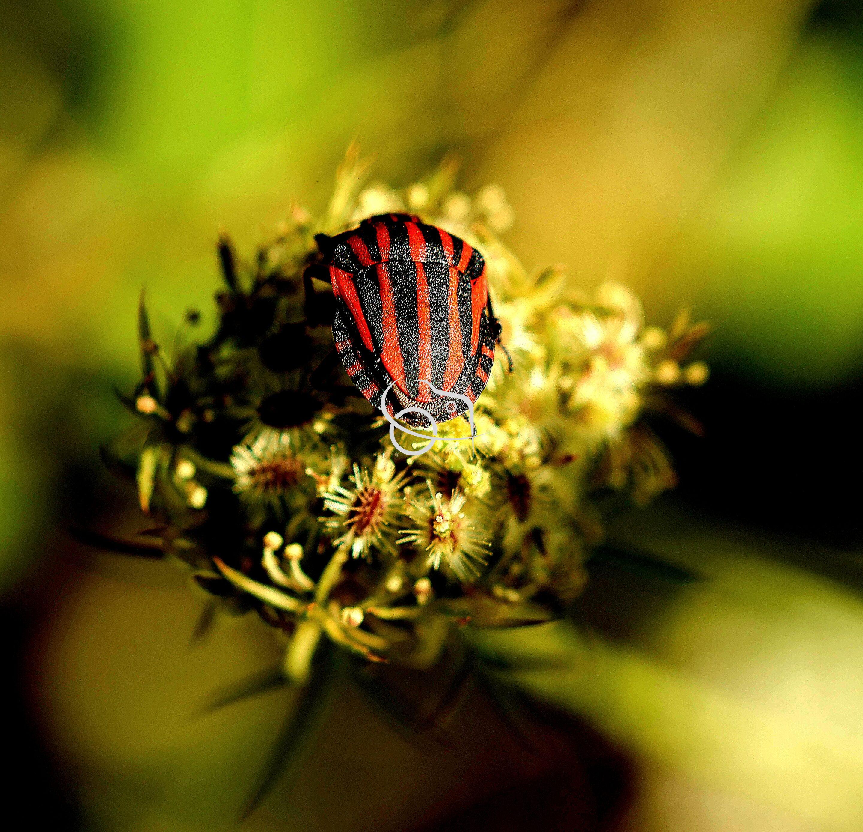Le Papillon en macro – Image 13