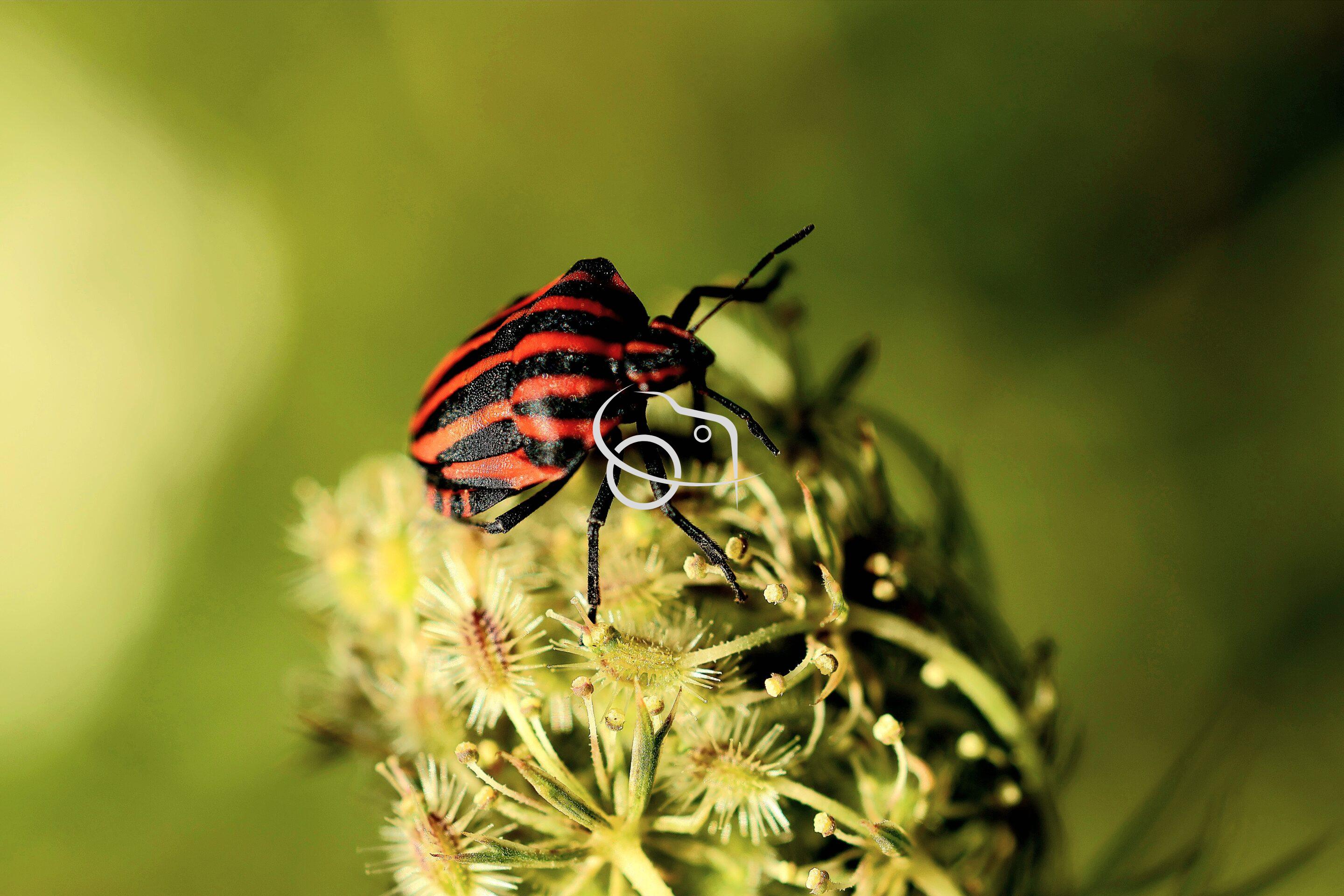 Le Papillon en macro – Image 10