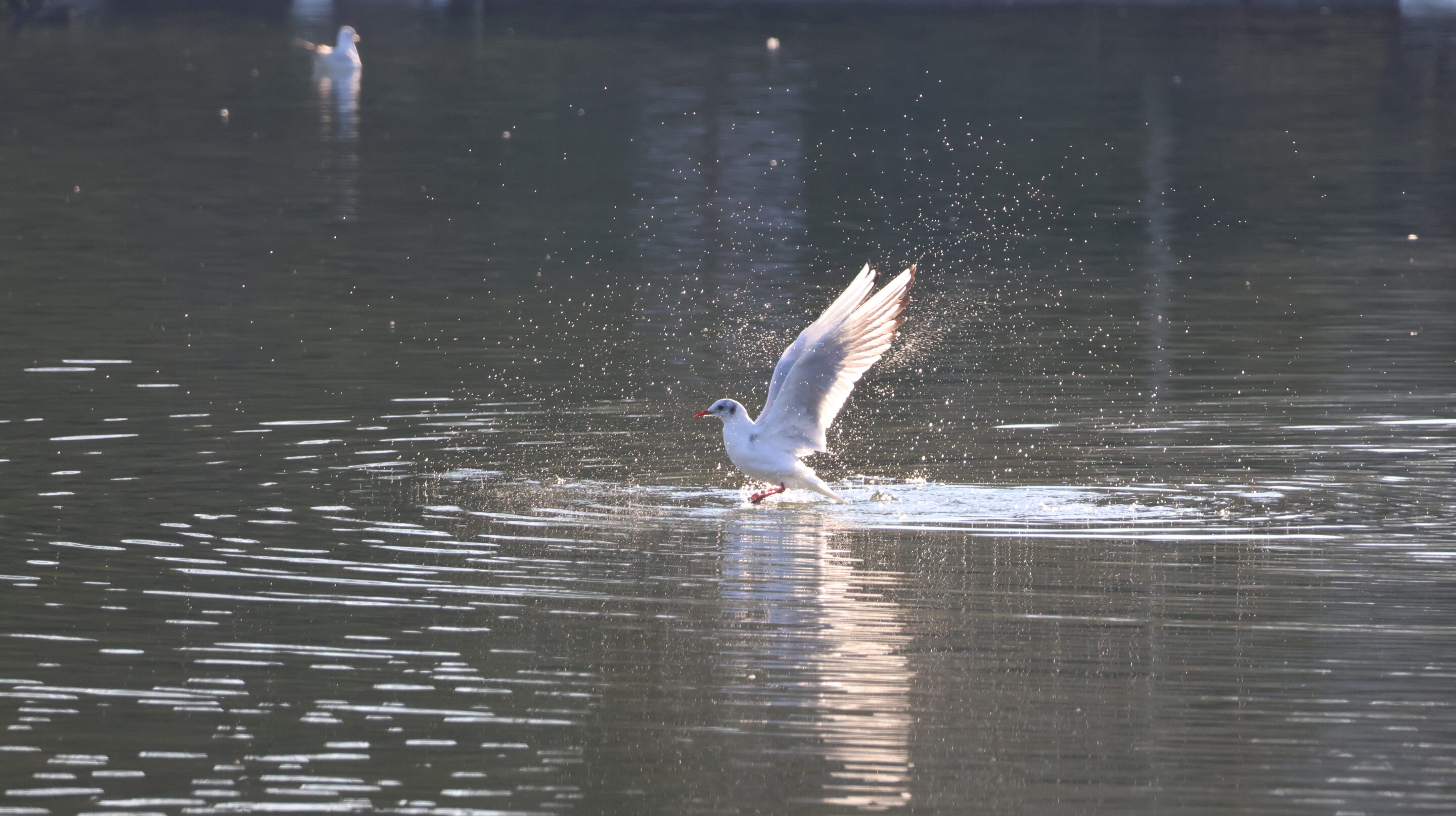 Le monde des oiseaux – Image 9