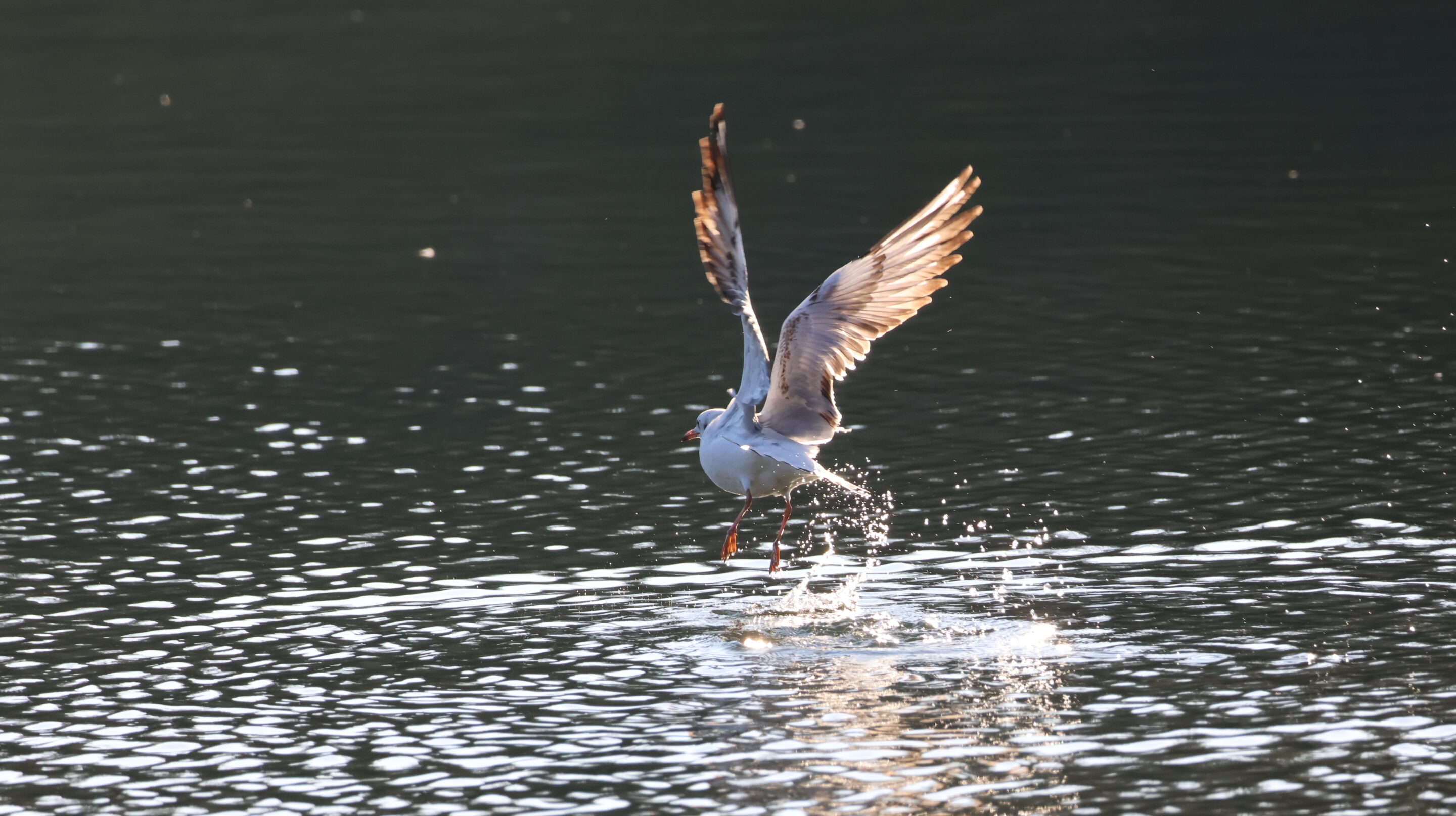 Le monde des oiseaux – Image 25
