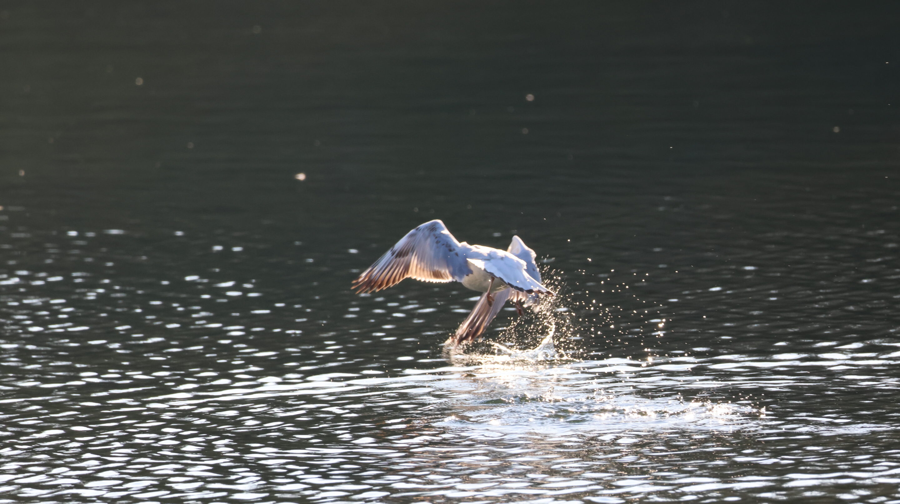Le monde des oiseaux – Image 20