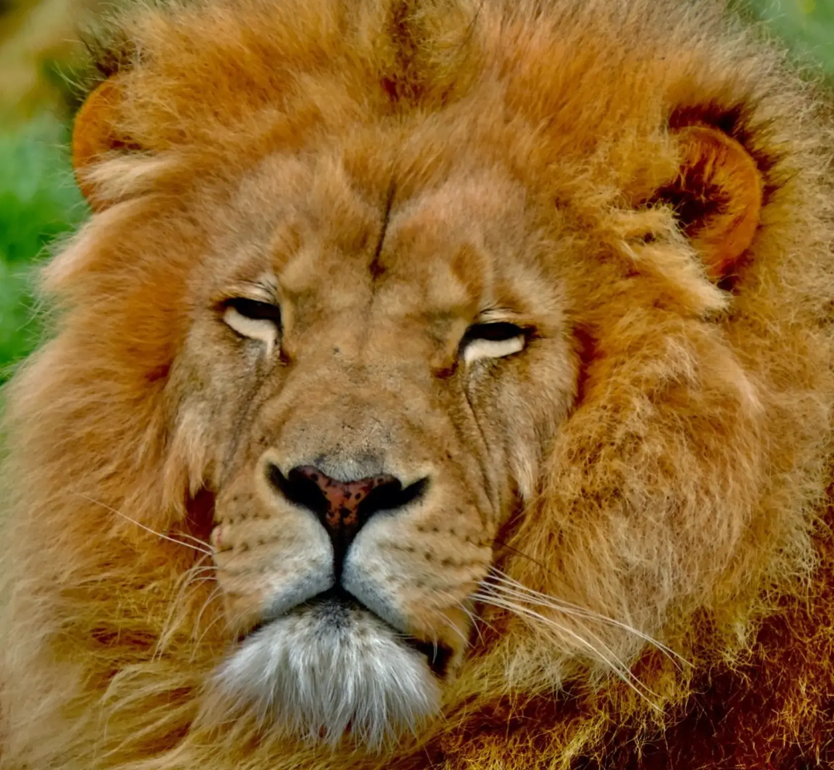 Lion majestueux – Image 5