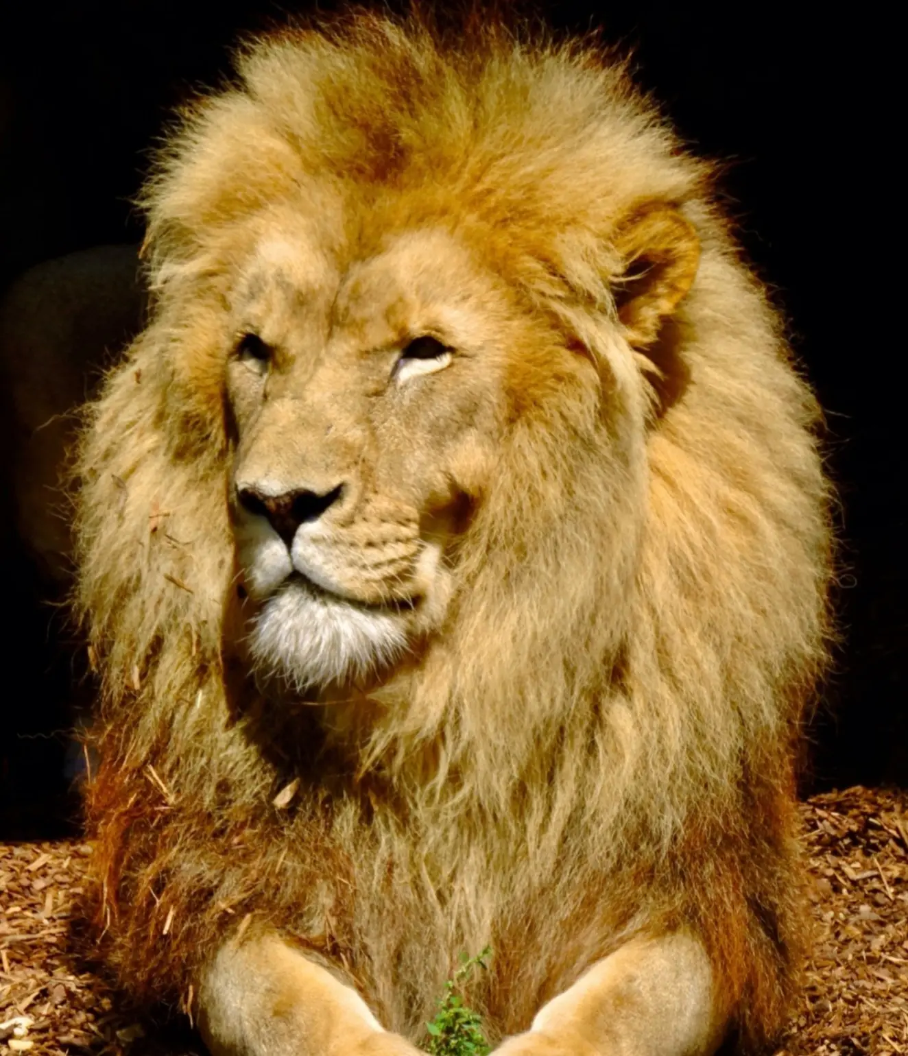 Lion majestueux – Image 12