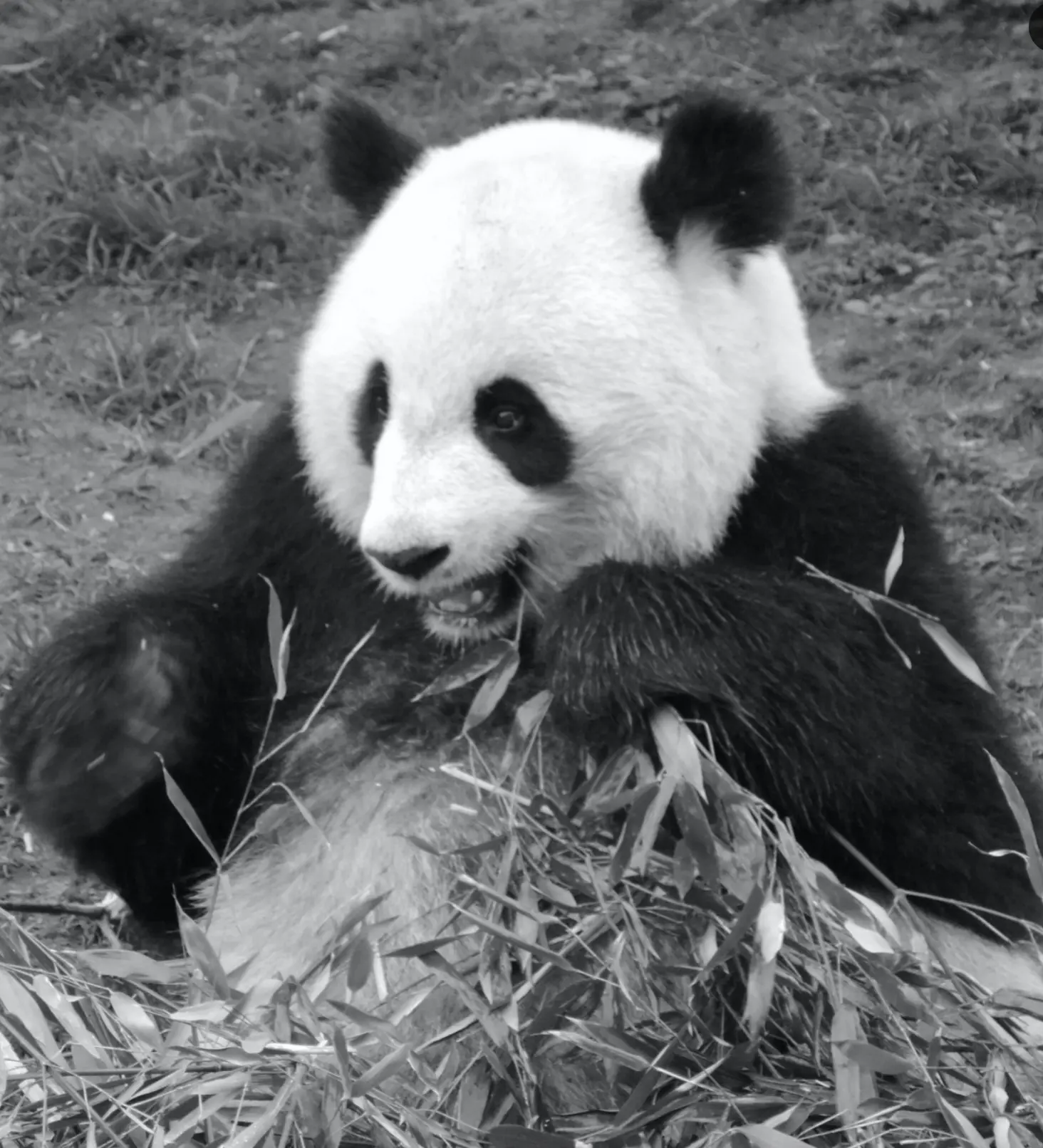 Le noir et blanc en photo – Image 19