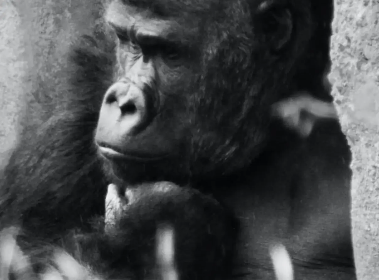 Le noir et blanc en photo – Image 17