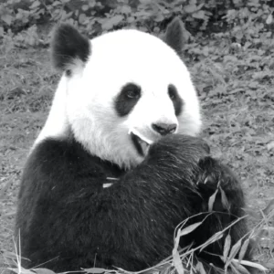 Le noir et blanc en photo