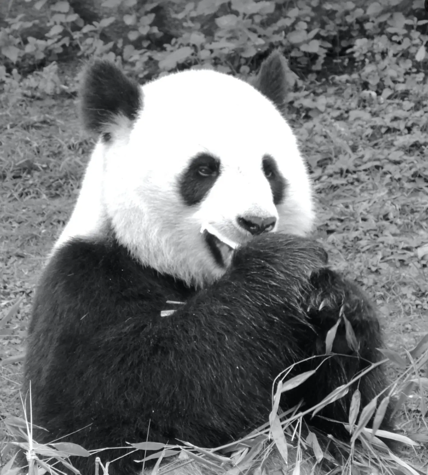 Le noir et blanc en photo