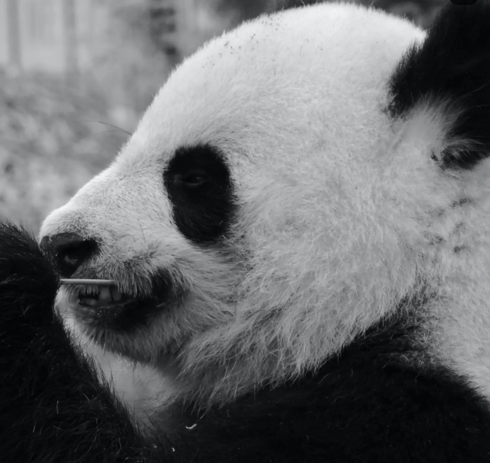 Le noir et blanc en photo – Image 16