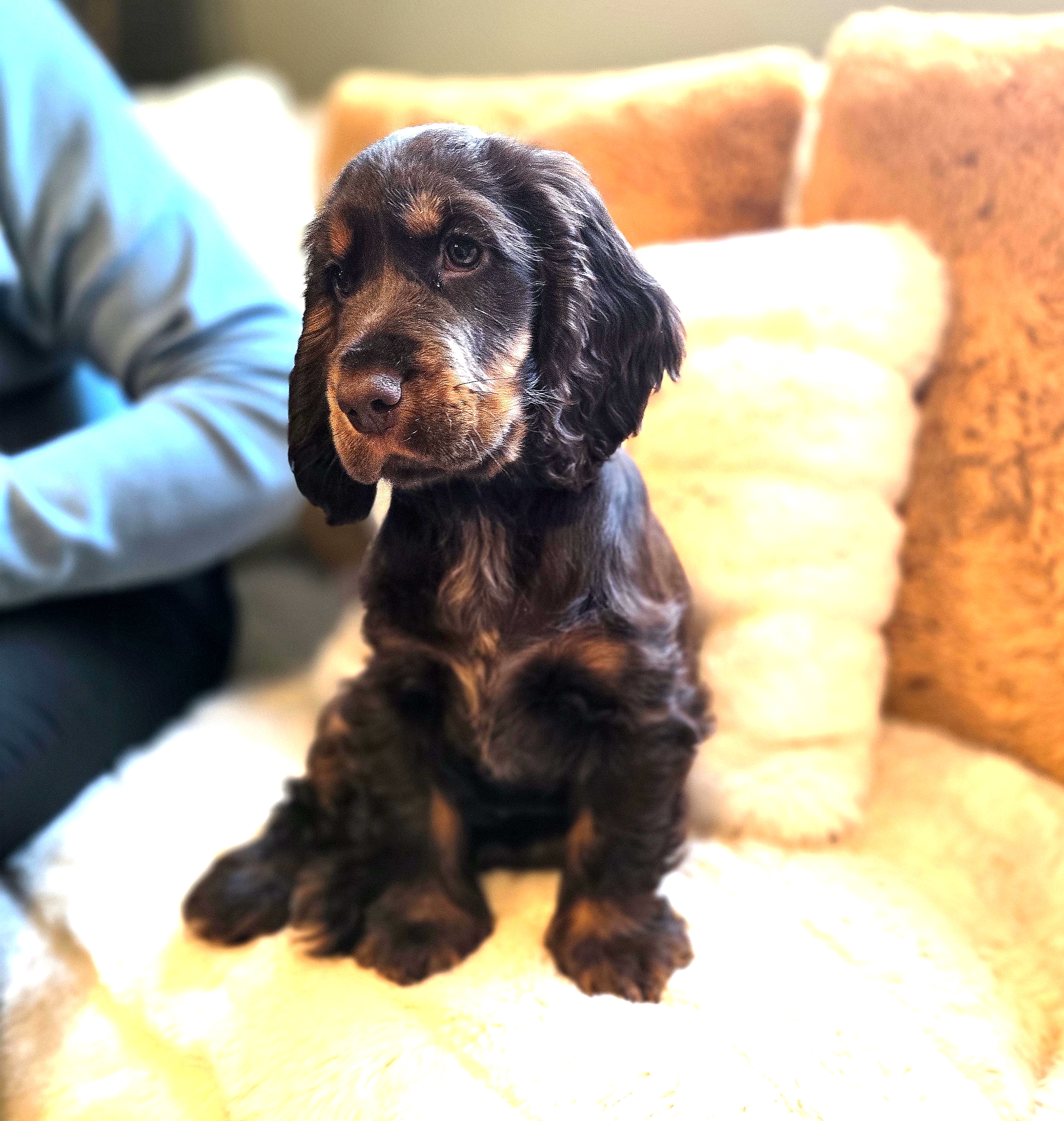 Yumi chienne cocker chocolat – Image 9