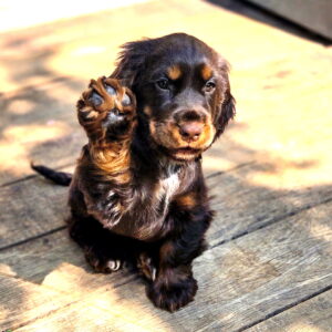 Yumi chienne cocker chocolat