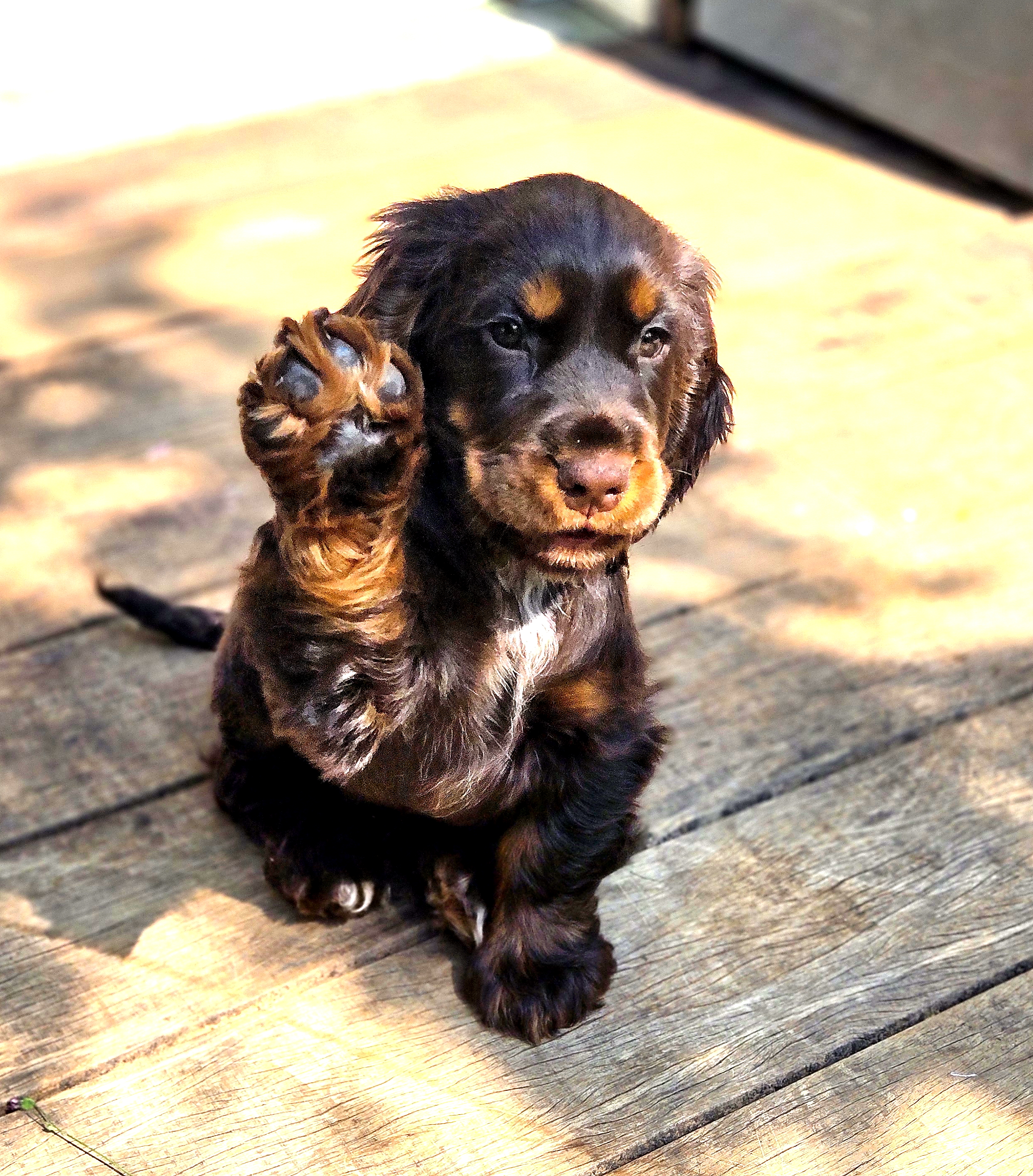 Yumi chienne cocker chocolat