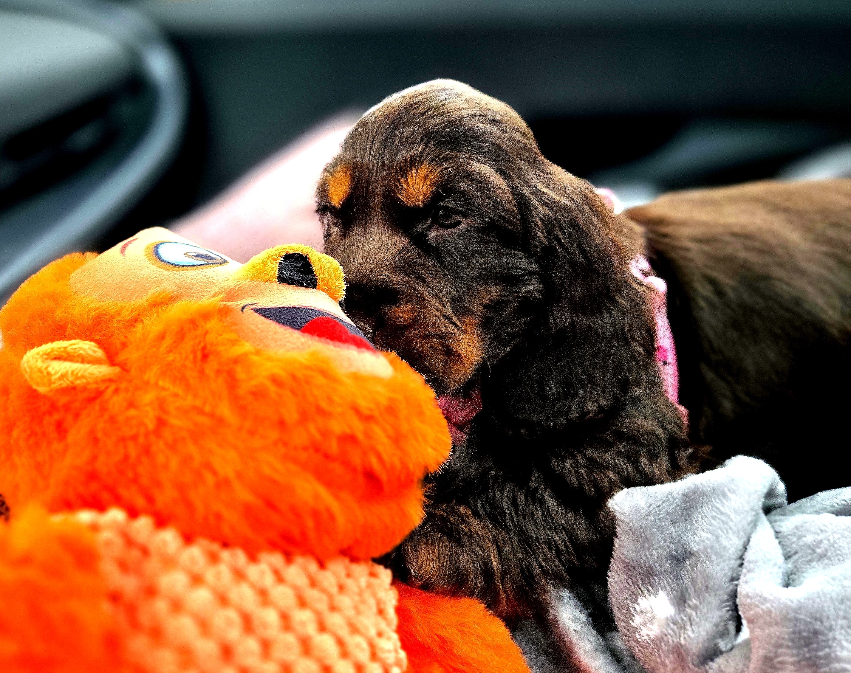 Yumi chienne cocker chocolat – Image 3