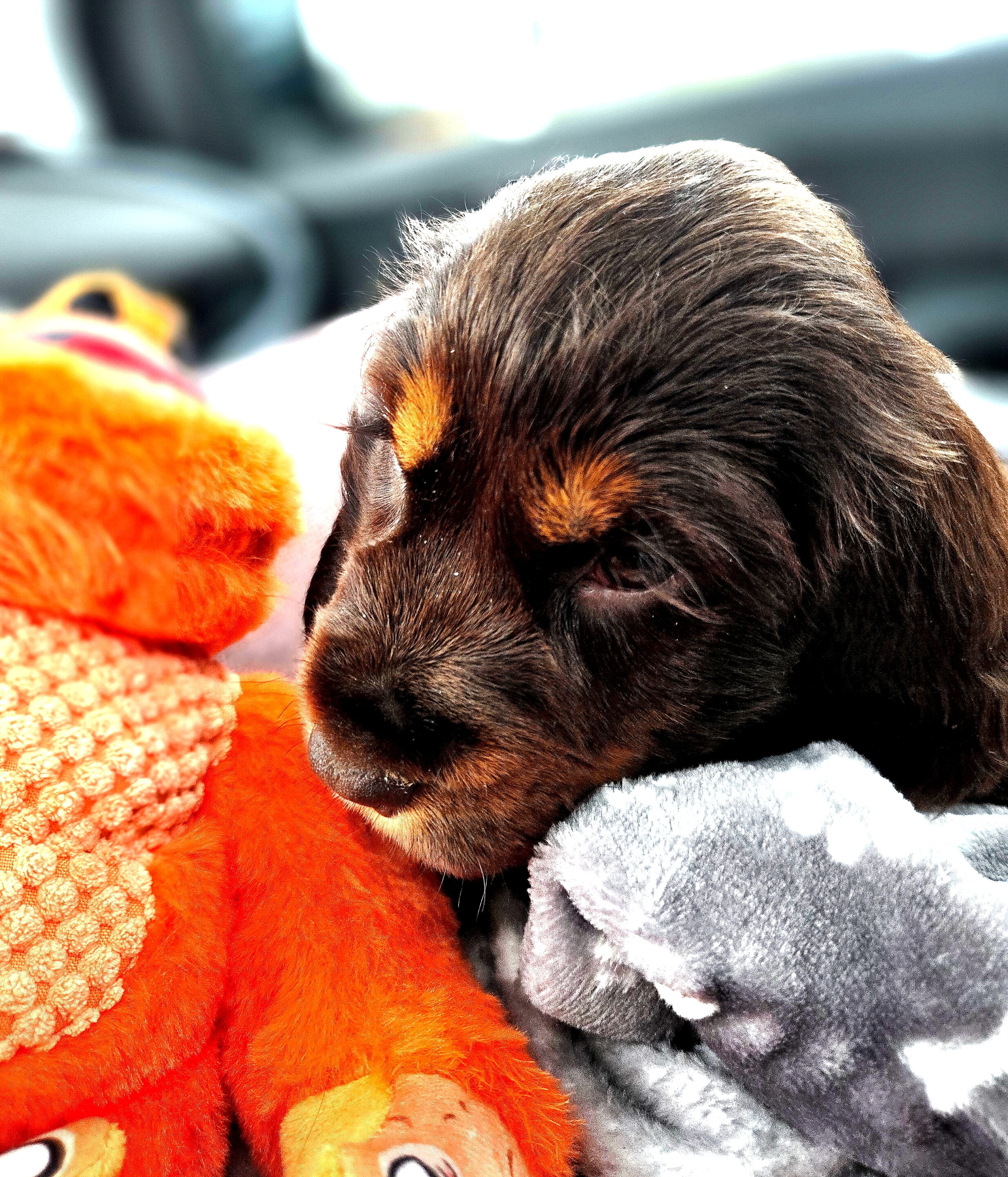Bébés animaux au regard envoutant – Image 6