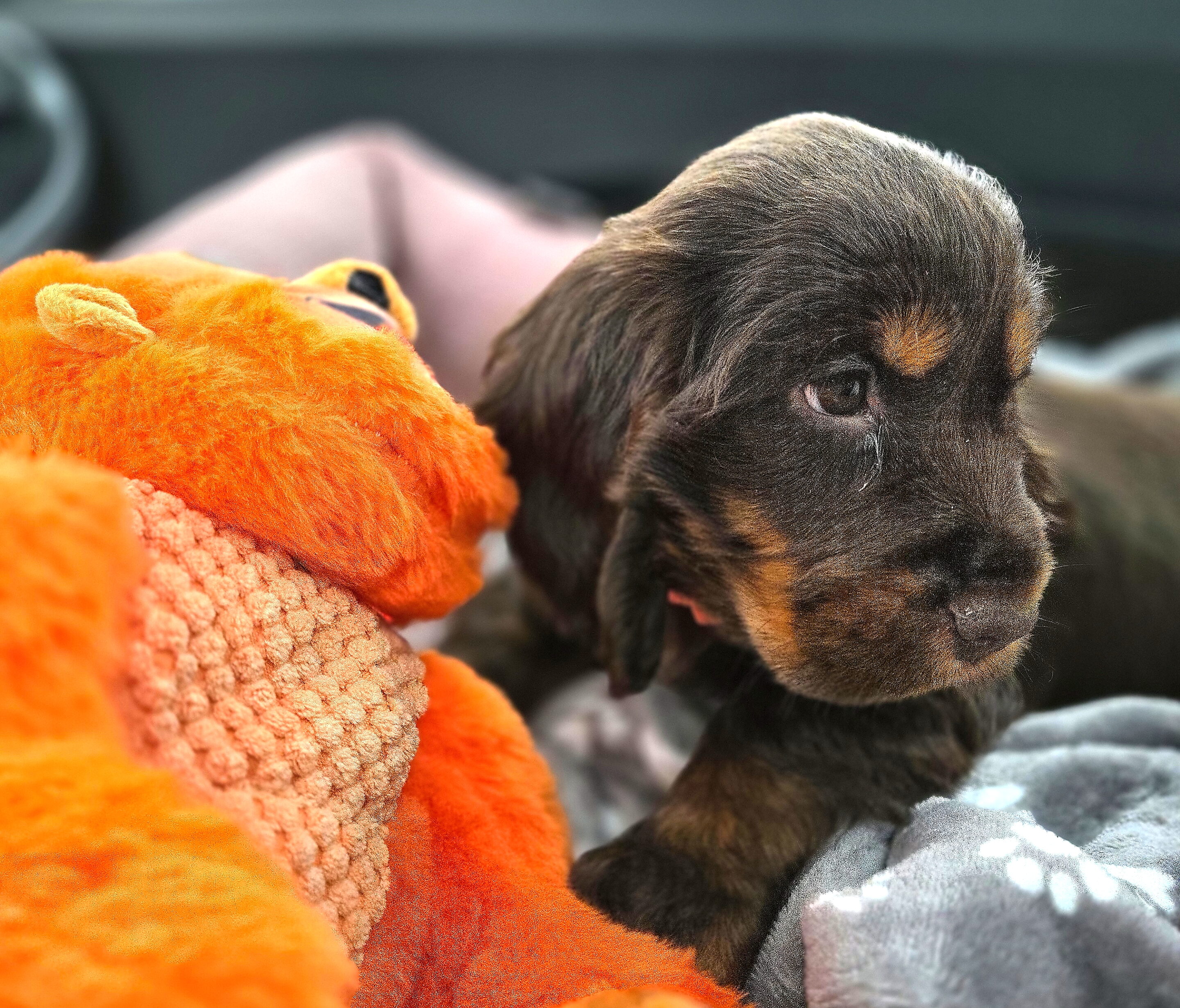 Yumi chienne cocker chocolat – Image 5