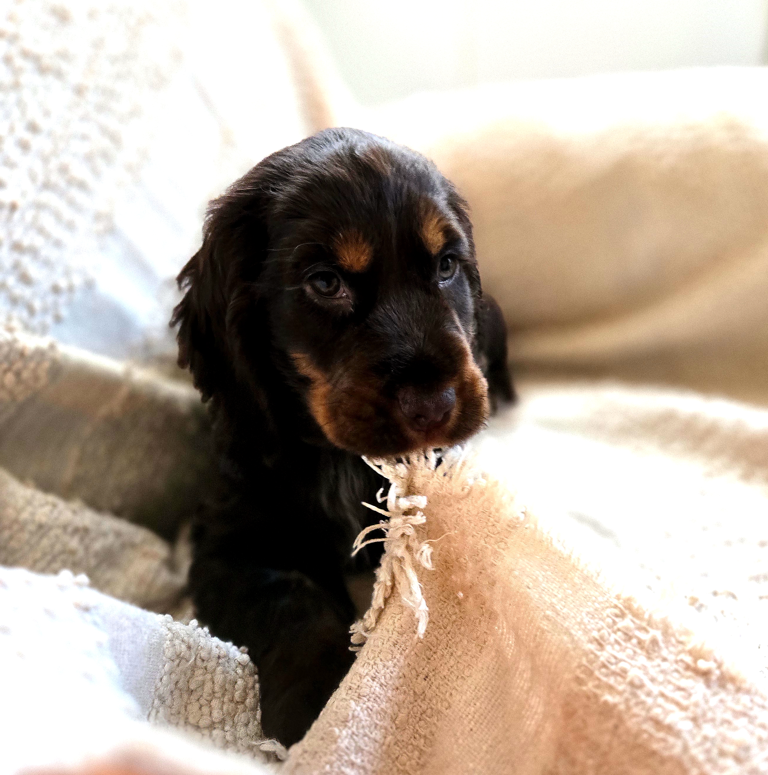 Yumi chienne cocker chocolat – Image 6