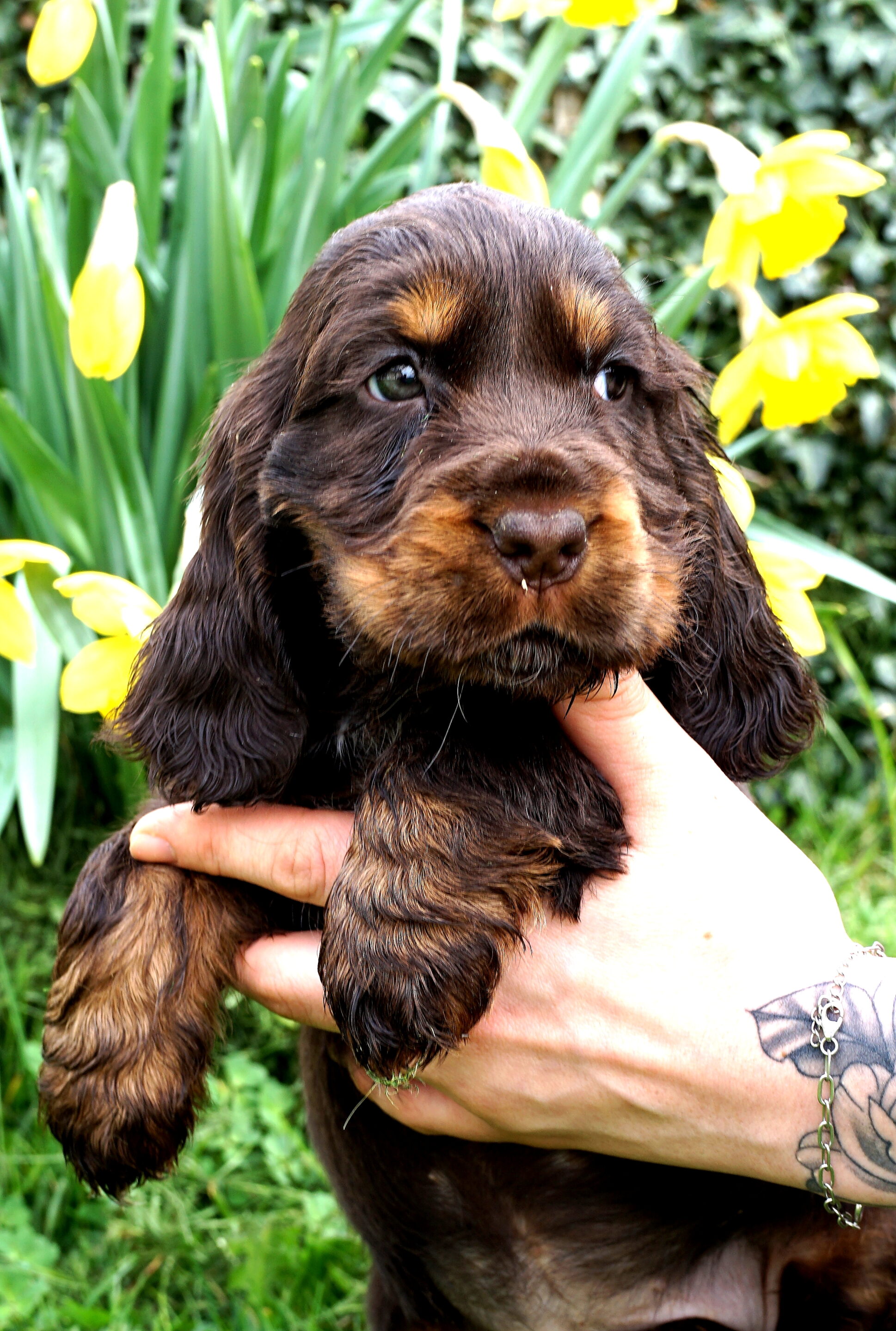 Yumi chienne cocker chocolat – Image 2