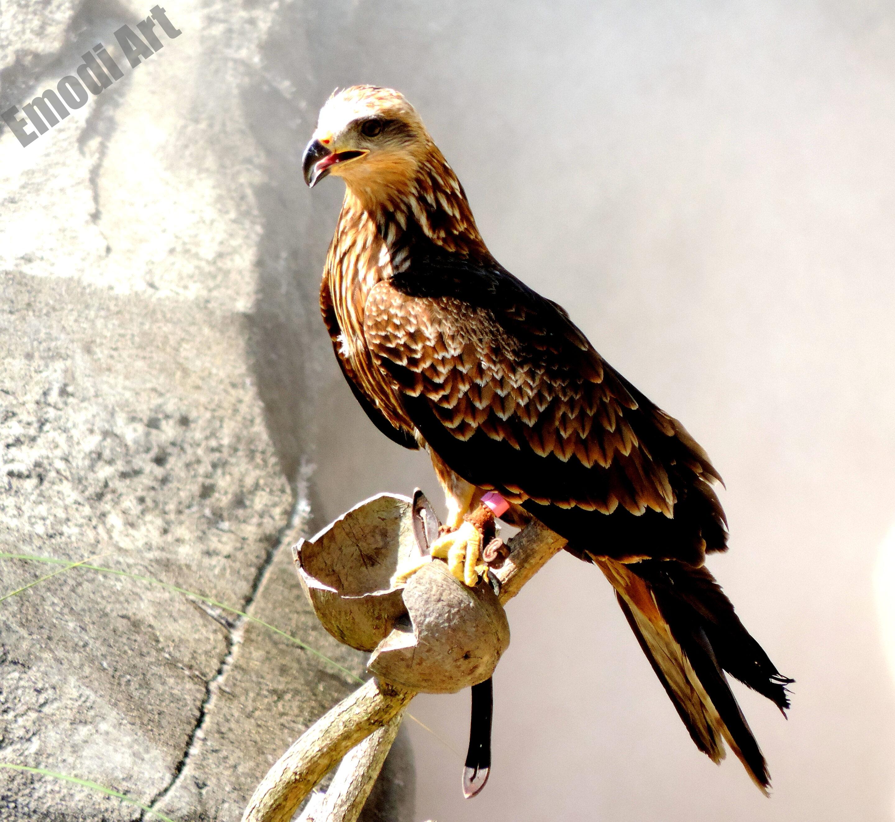 Le monde des oiseaux – Image 8