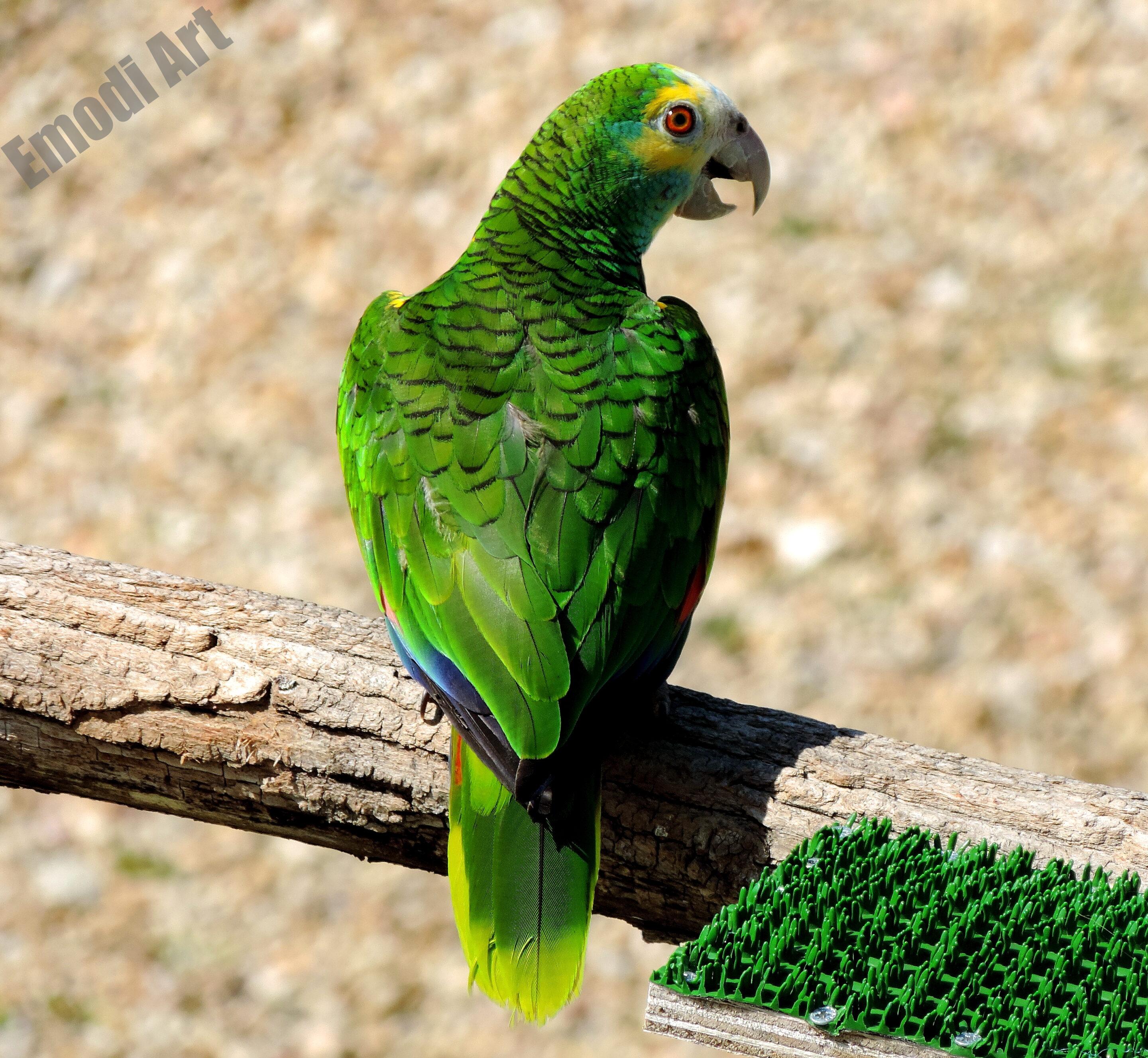 Le monde des oiseaux – Image 15