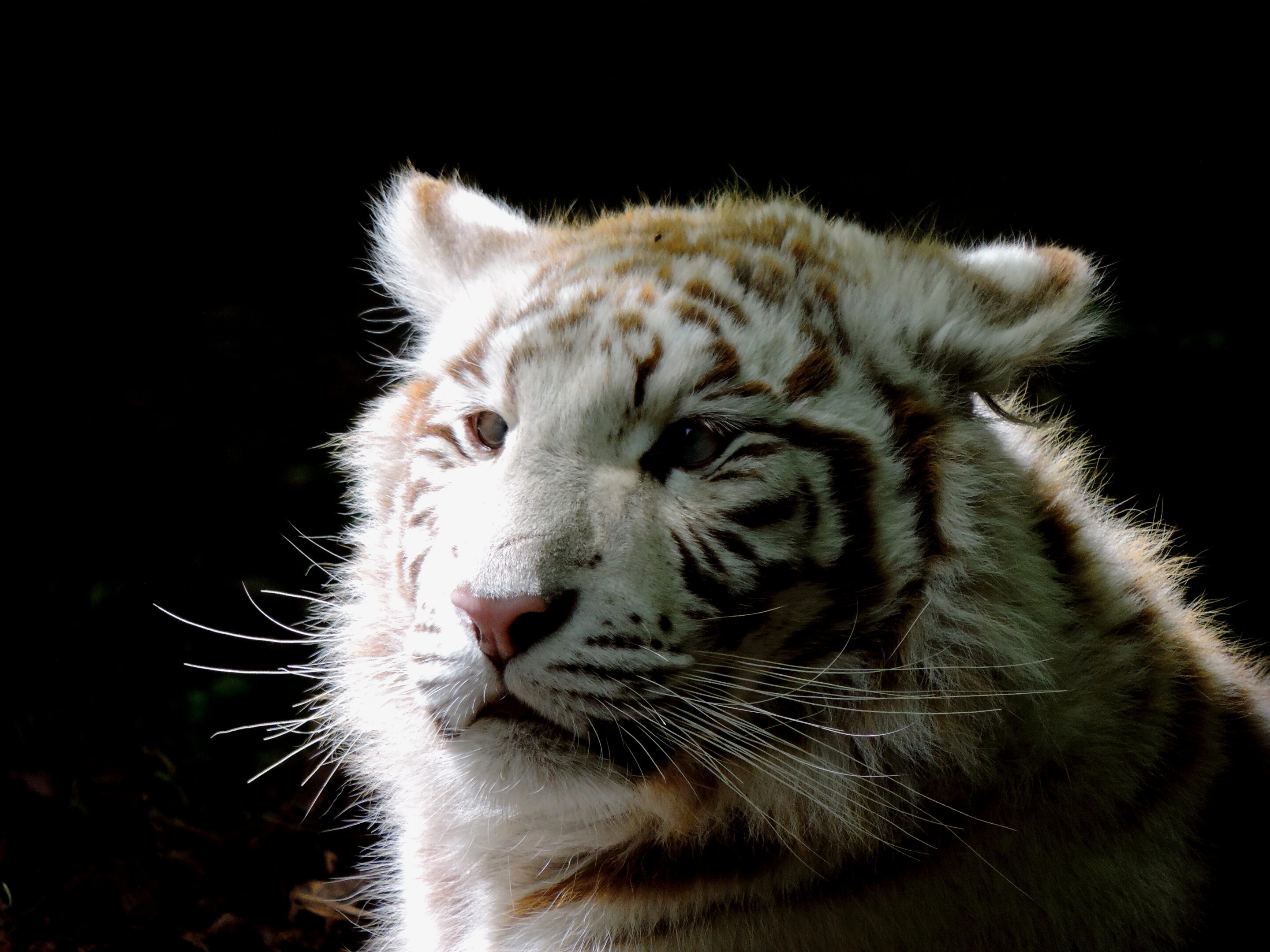 Tigre blanc bébé – Image 4