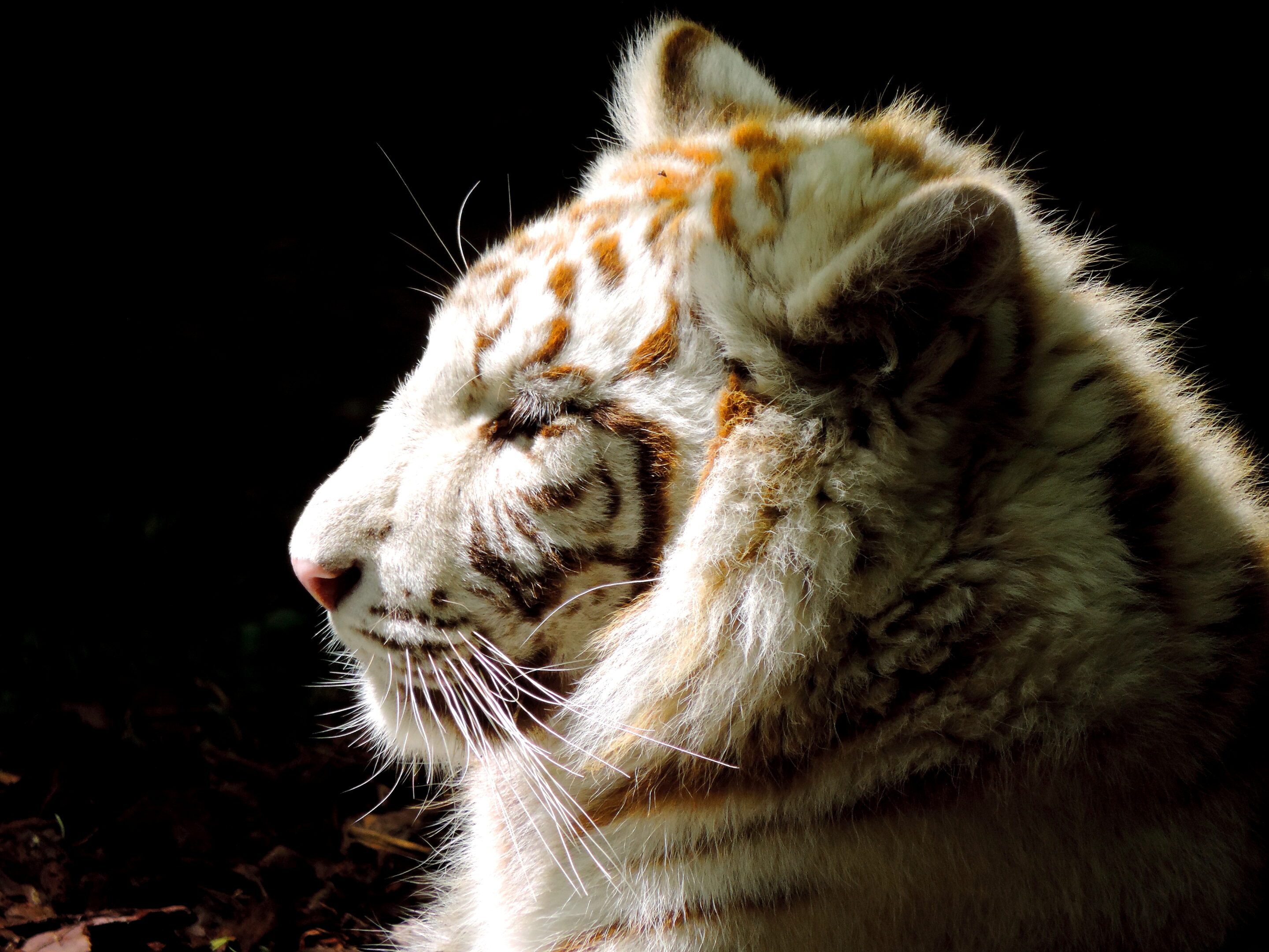 Tigre blanc bébé – Image 5