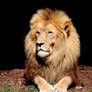 Le lion paisible