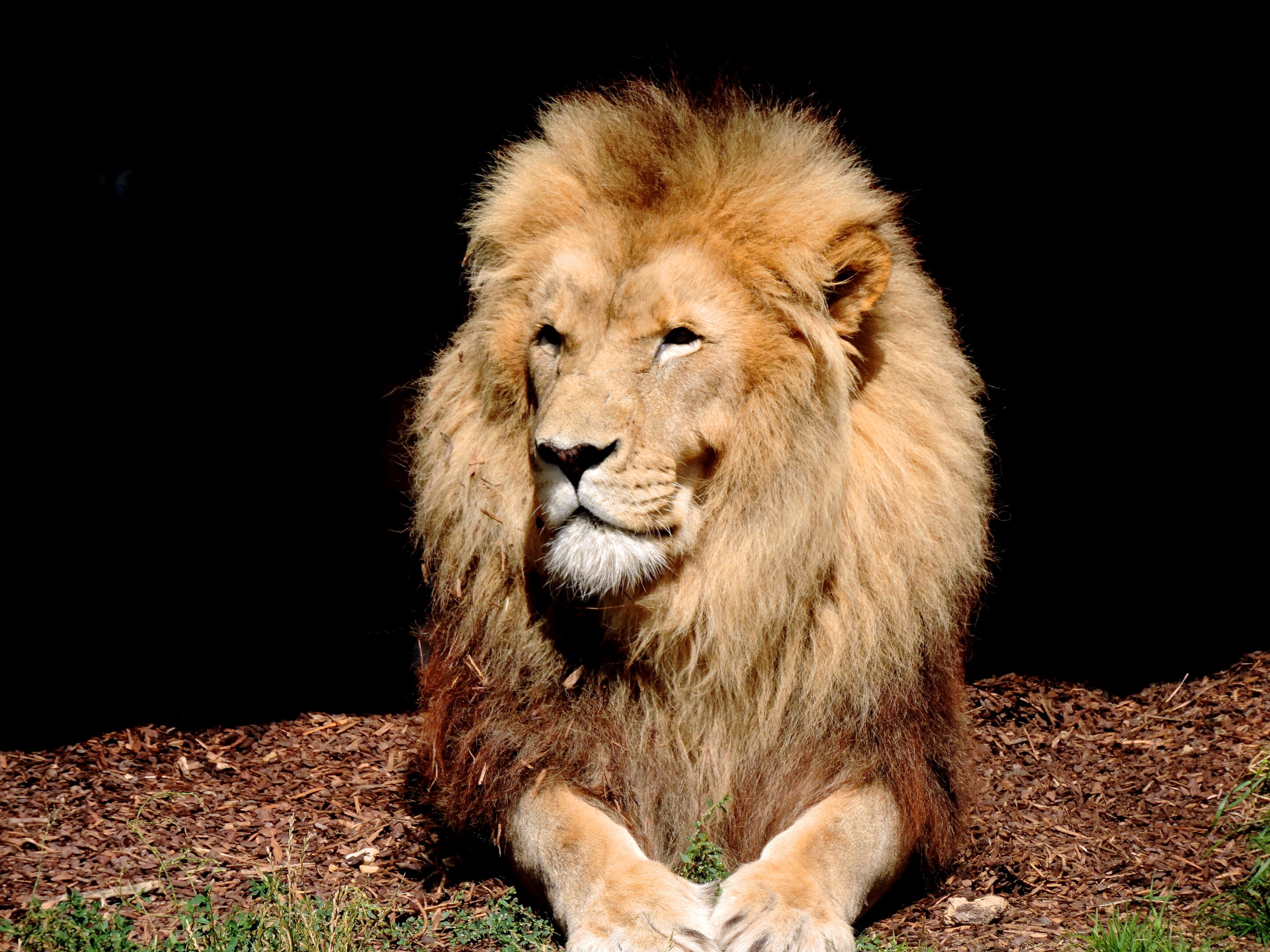 Lion majestueux – Image 7