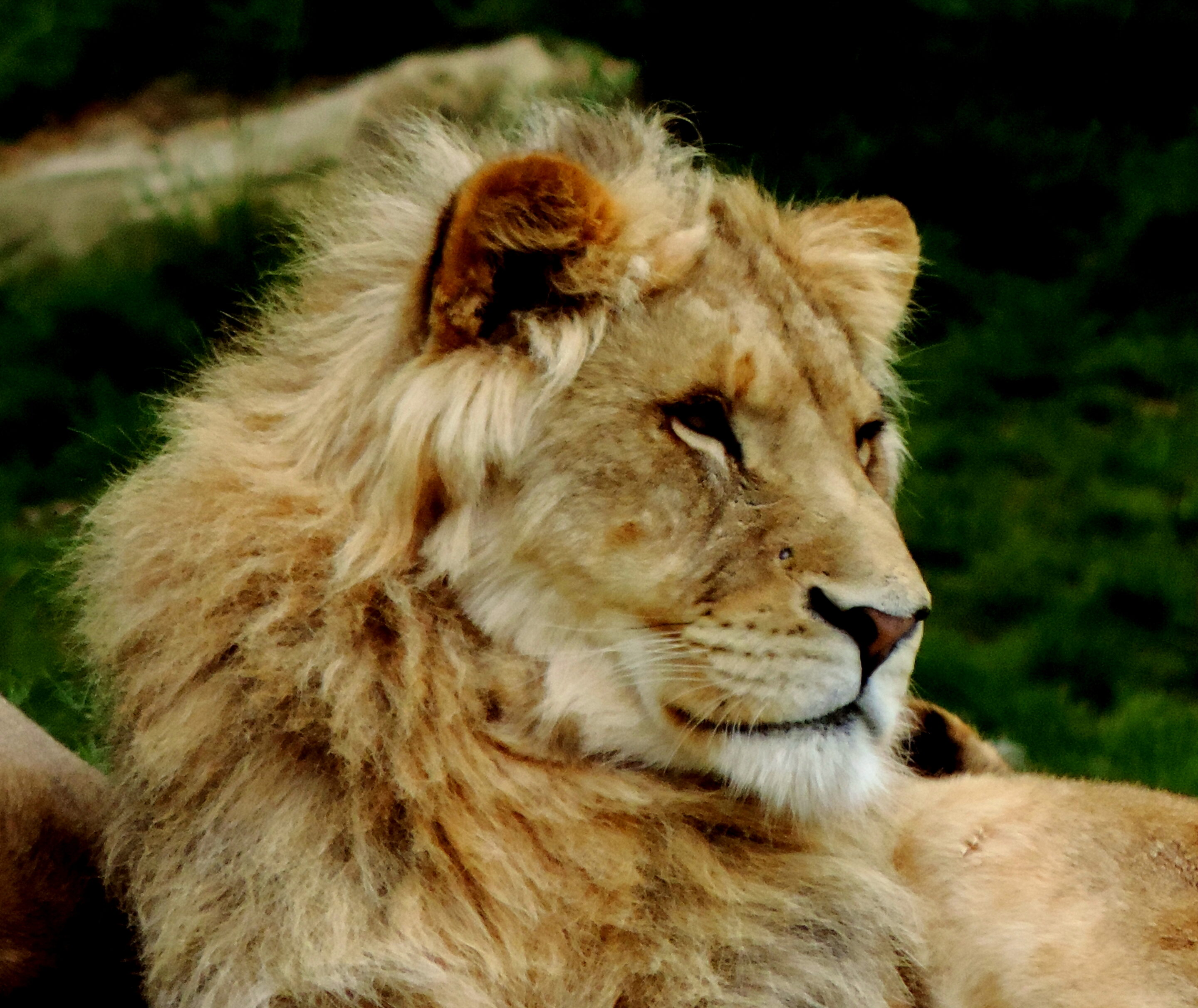 Lion majestueux – Image 3