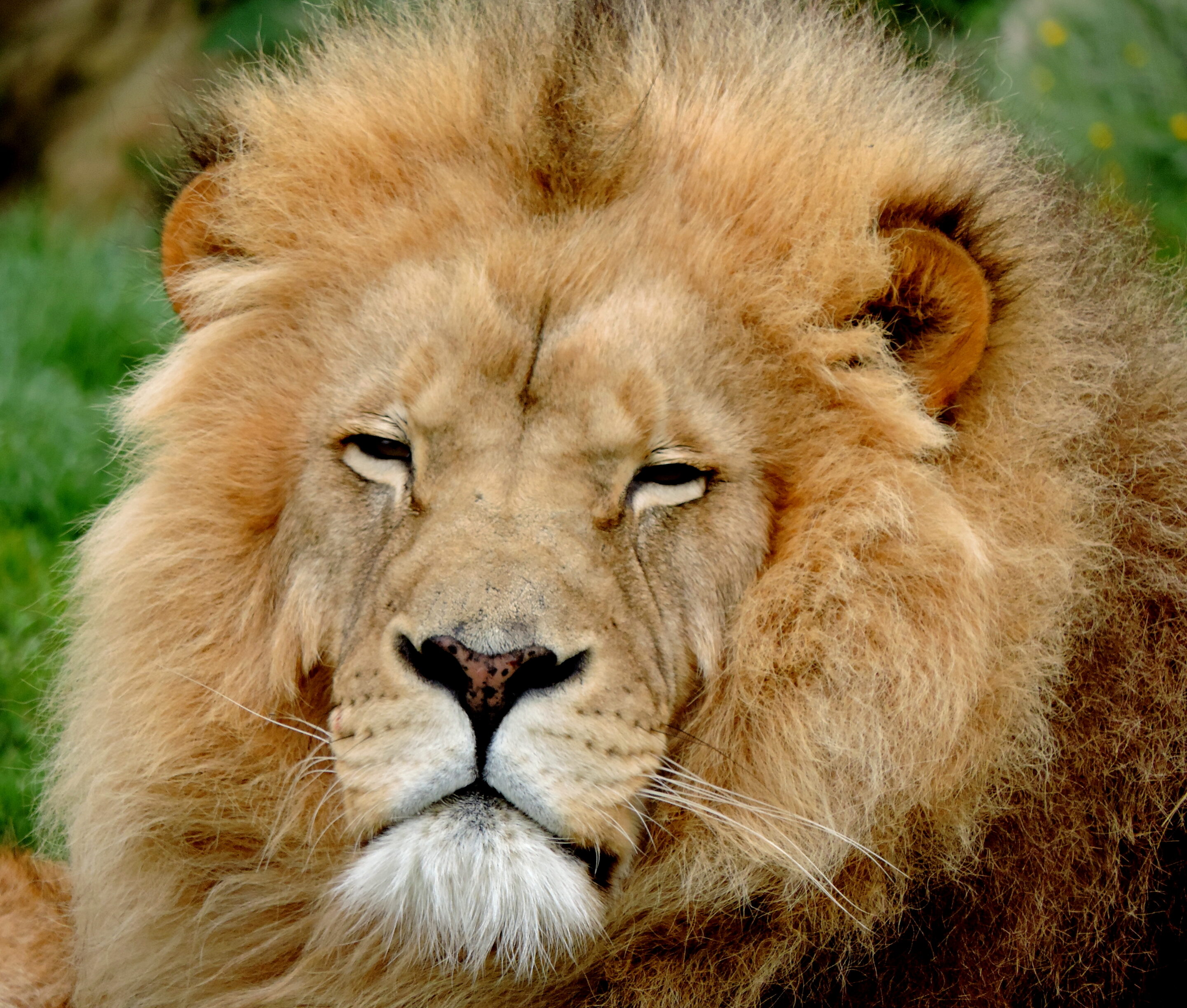 Lion majestueux – Image 2