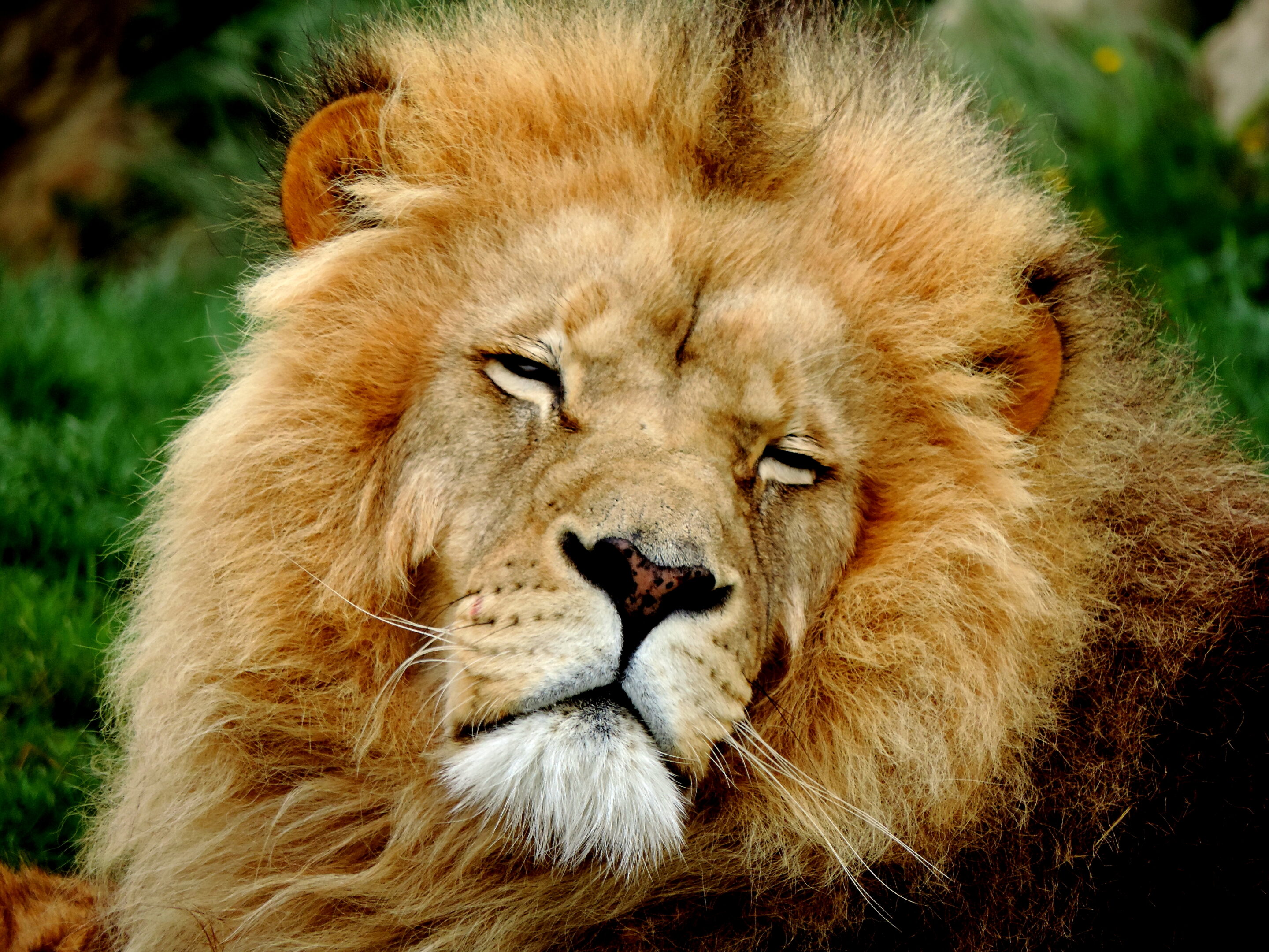 Lion majestueux – Image 11