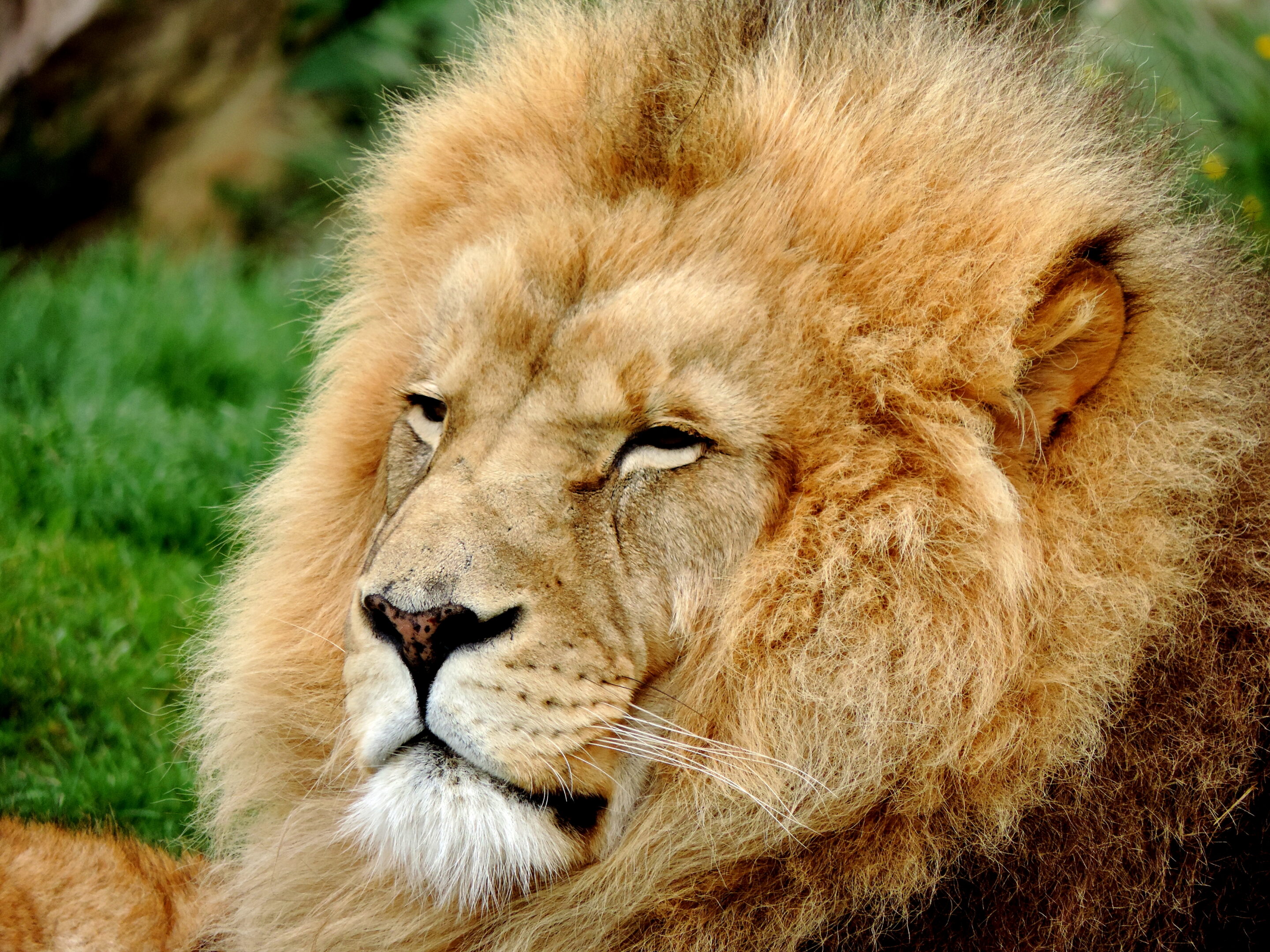 Lion majestueux