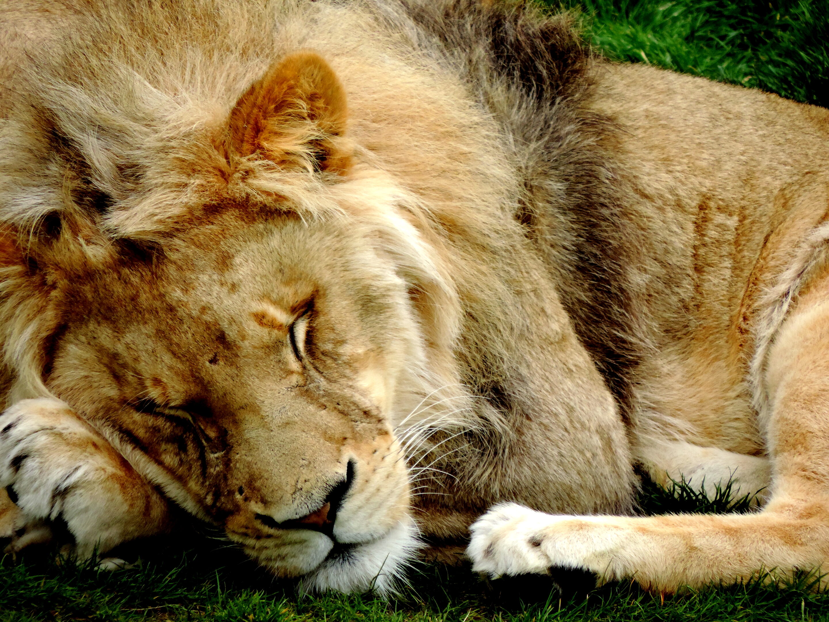 Lion majestueux – Image 18