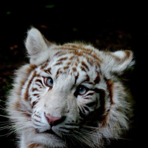 Bébés animaux au regard envoutant