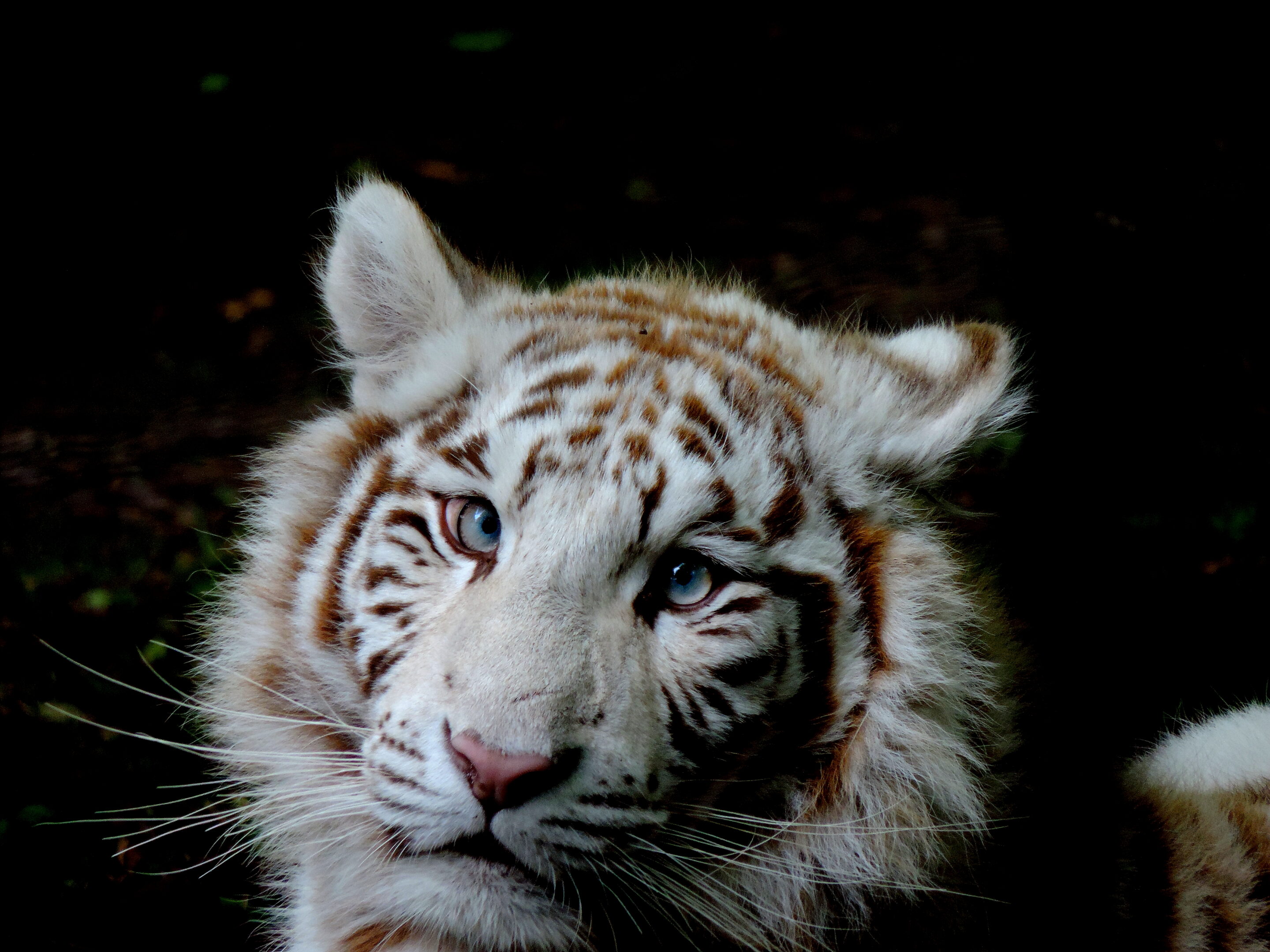 Tigre blanc bébé – Image 6