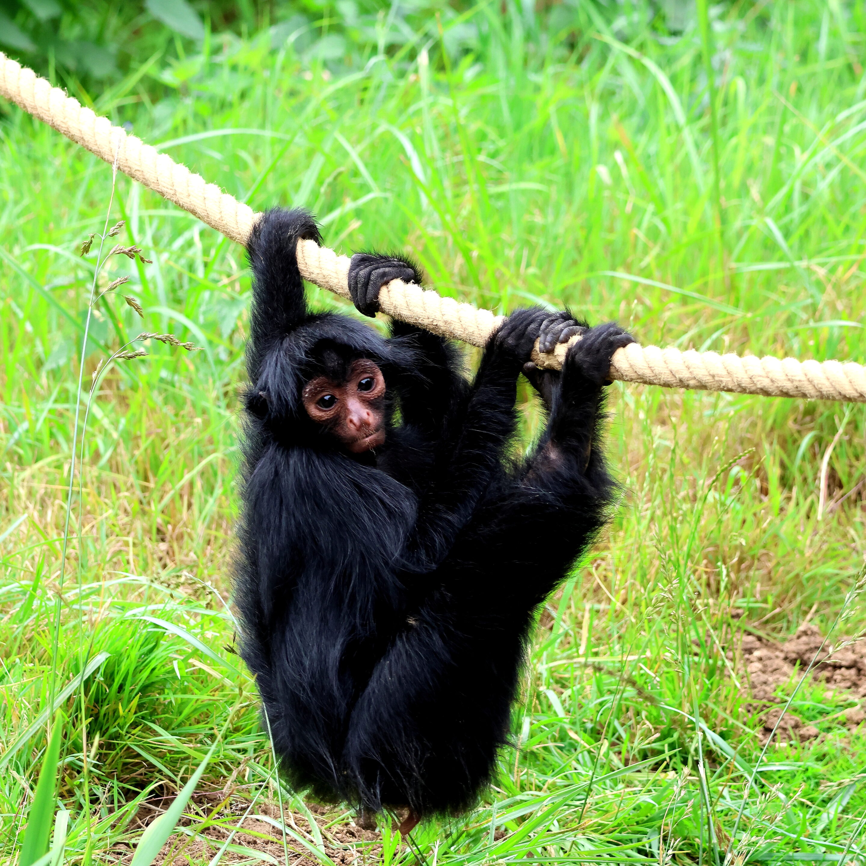 Bébés animaux au regard envoutant – Image 7