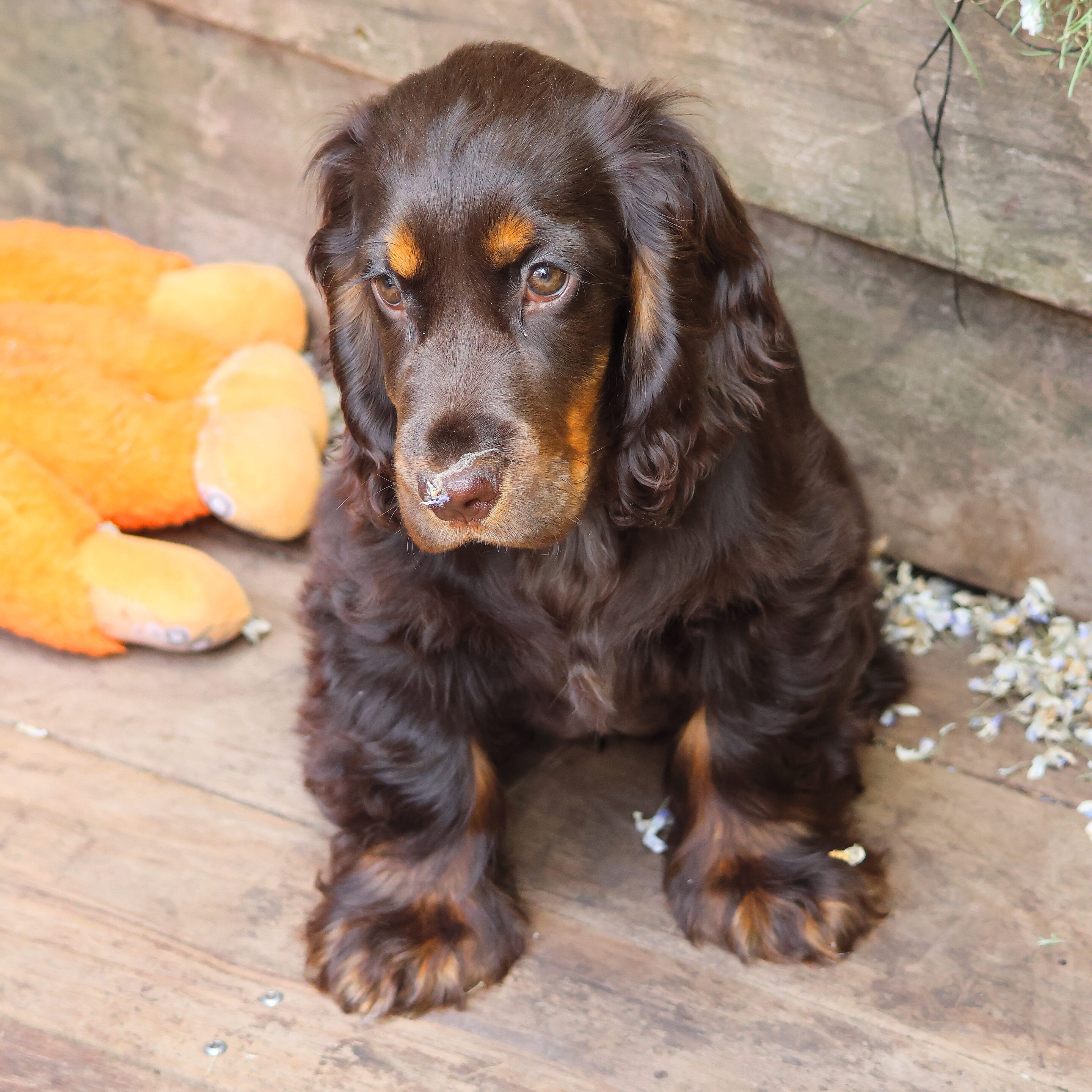 Bébés animaux au regard envoutant – Image 4