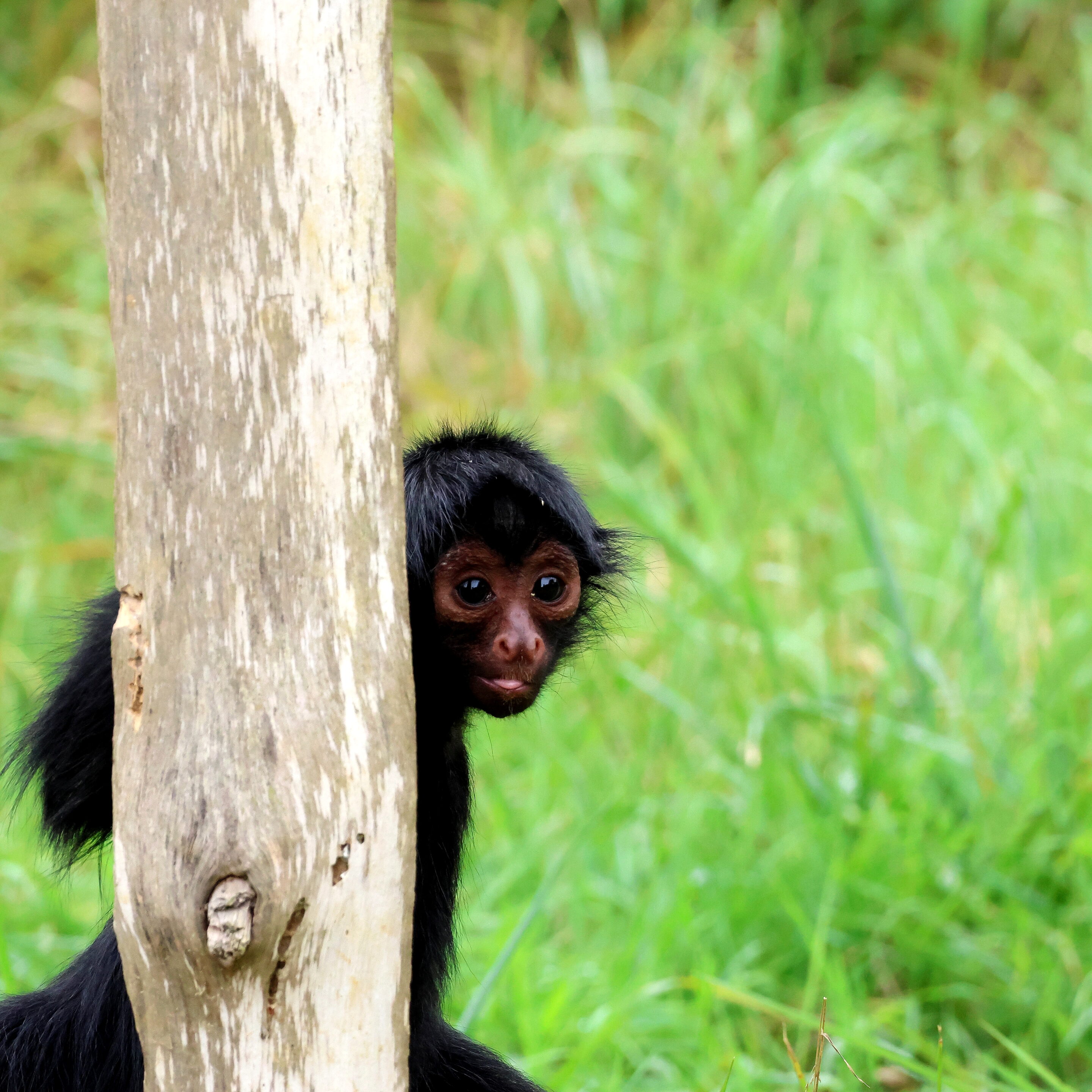 Bébés animaux au regard envoutant – Image 11