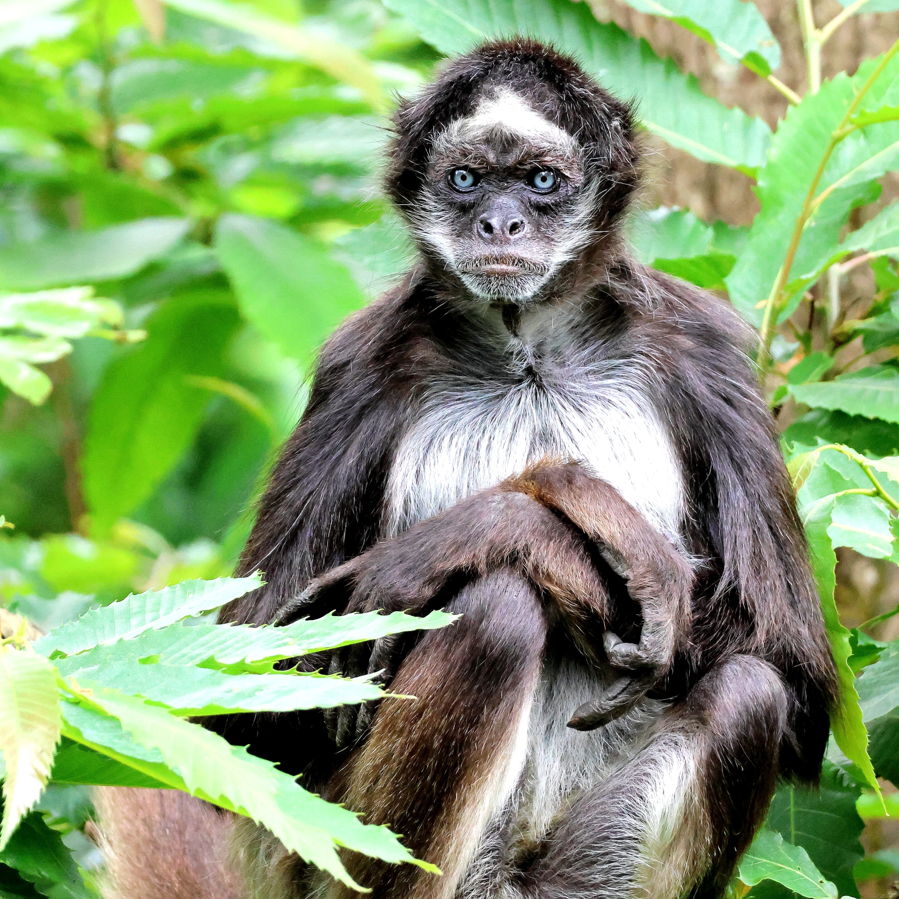 Singe aux yeux bleu – Image 9