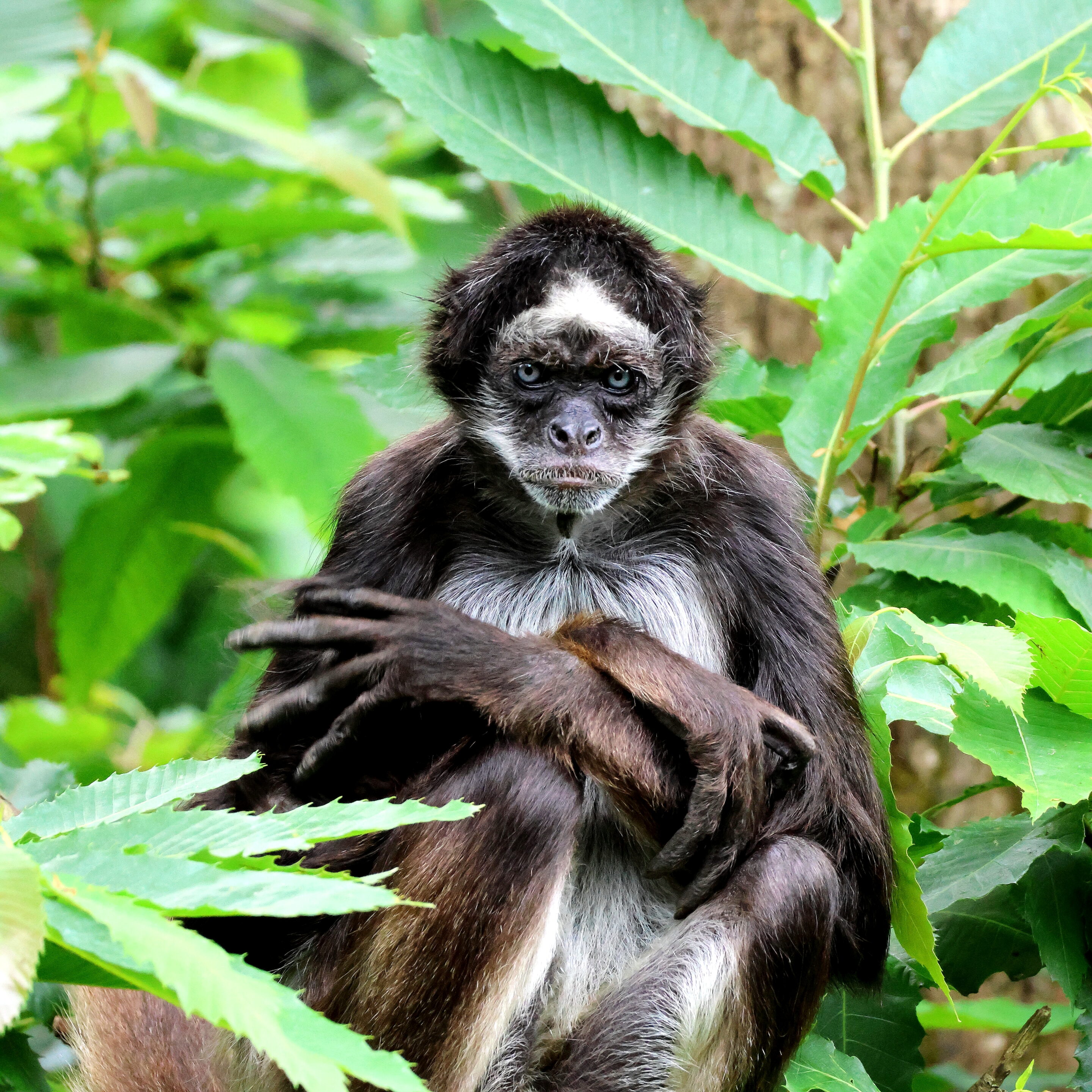 Singe aux yeux bleu – Image 4