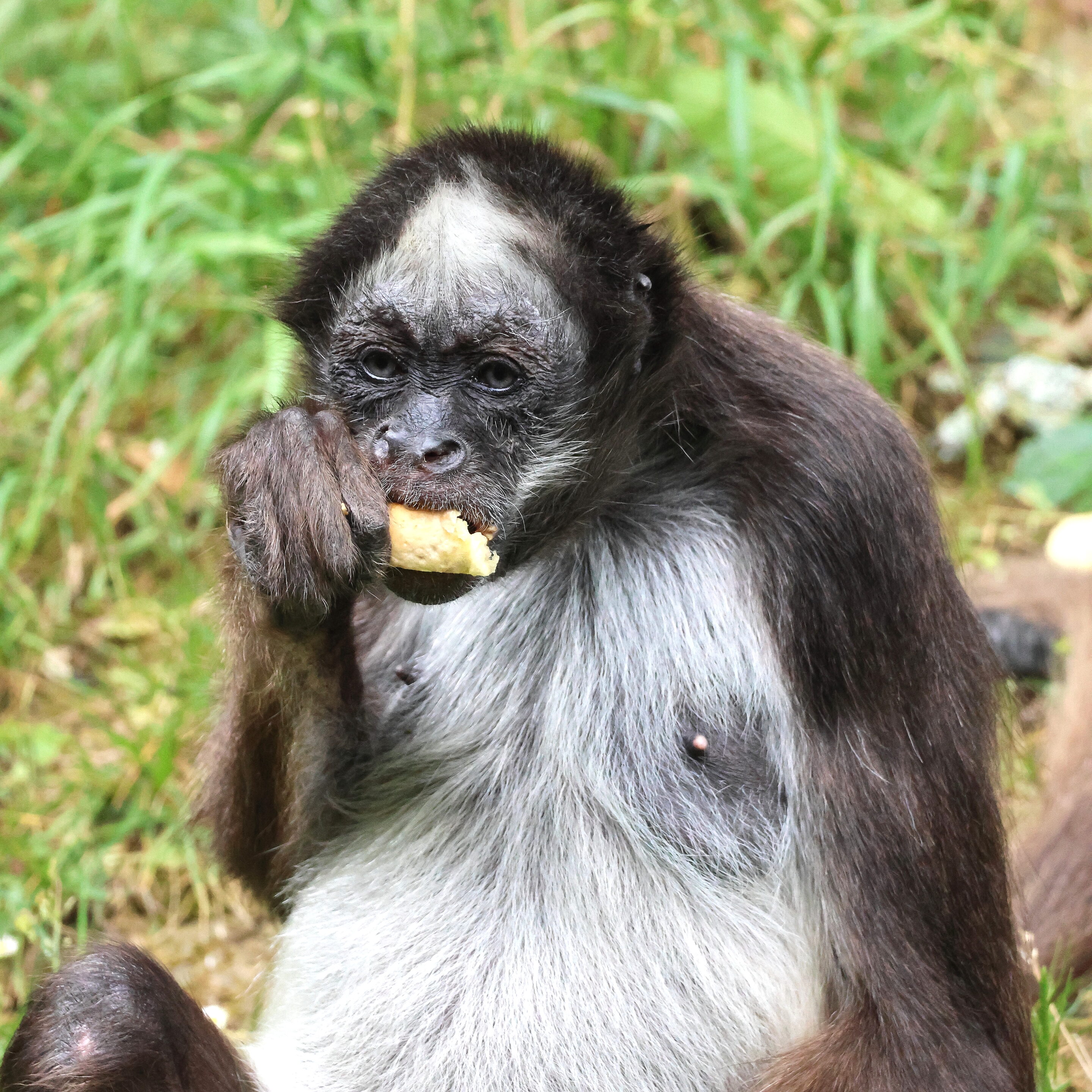Singe aux yeux bleu – Image 3