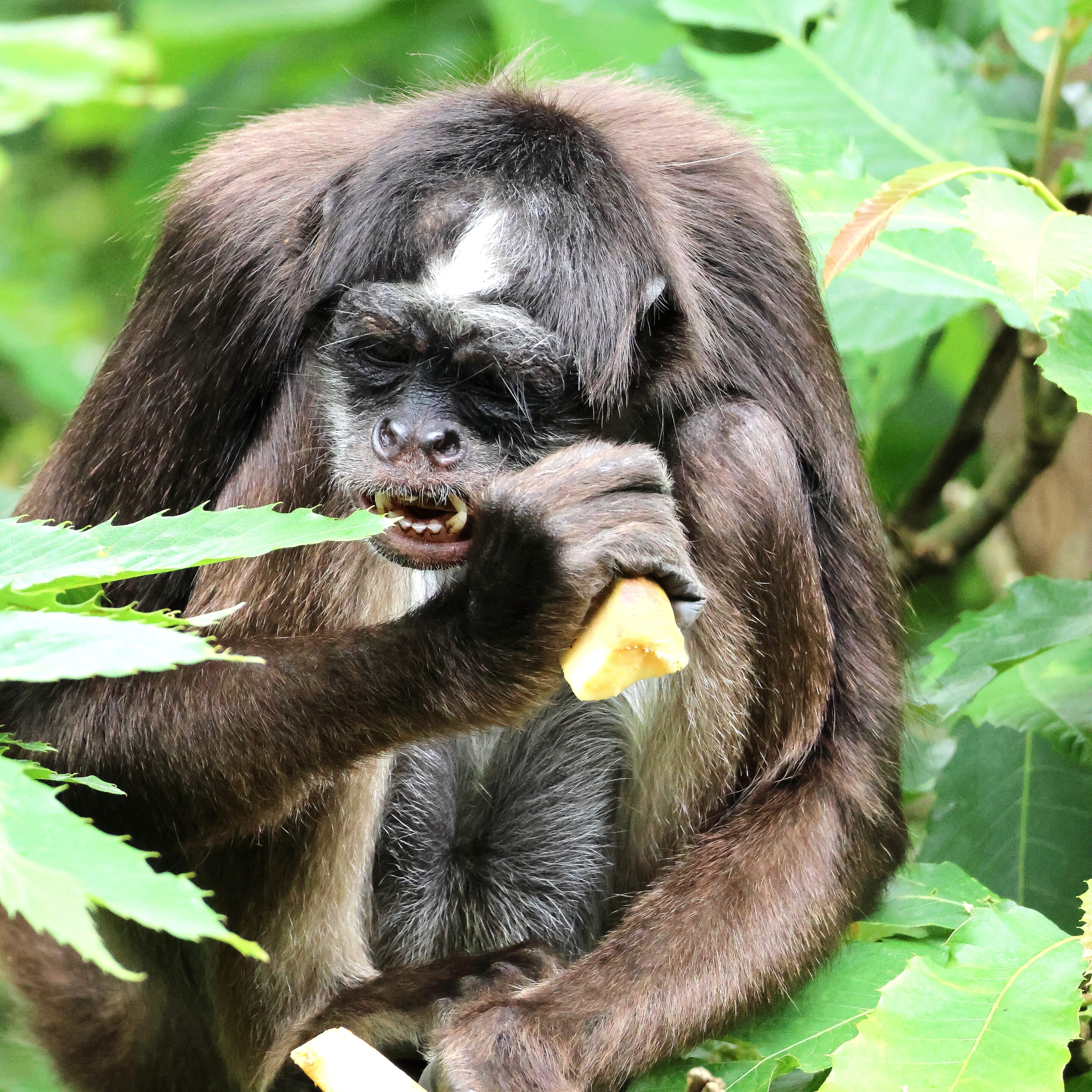 Singe aux yeux bleu – Image 8