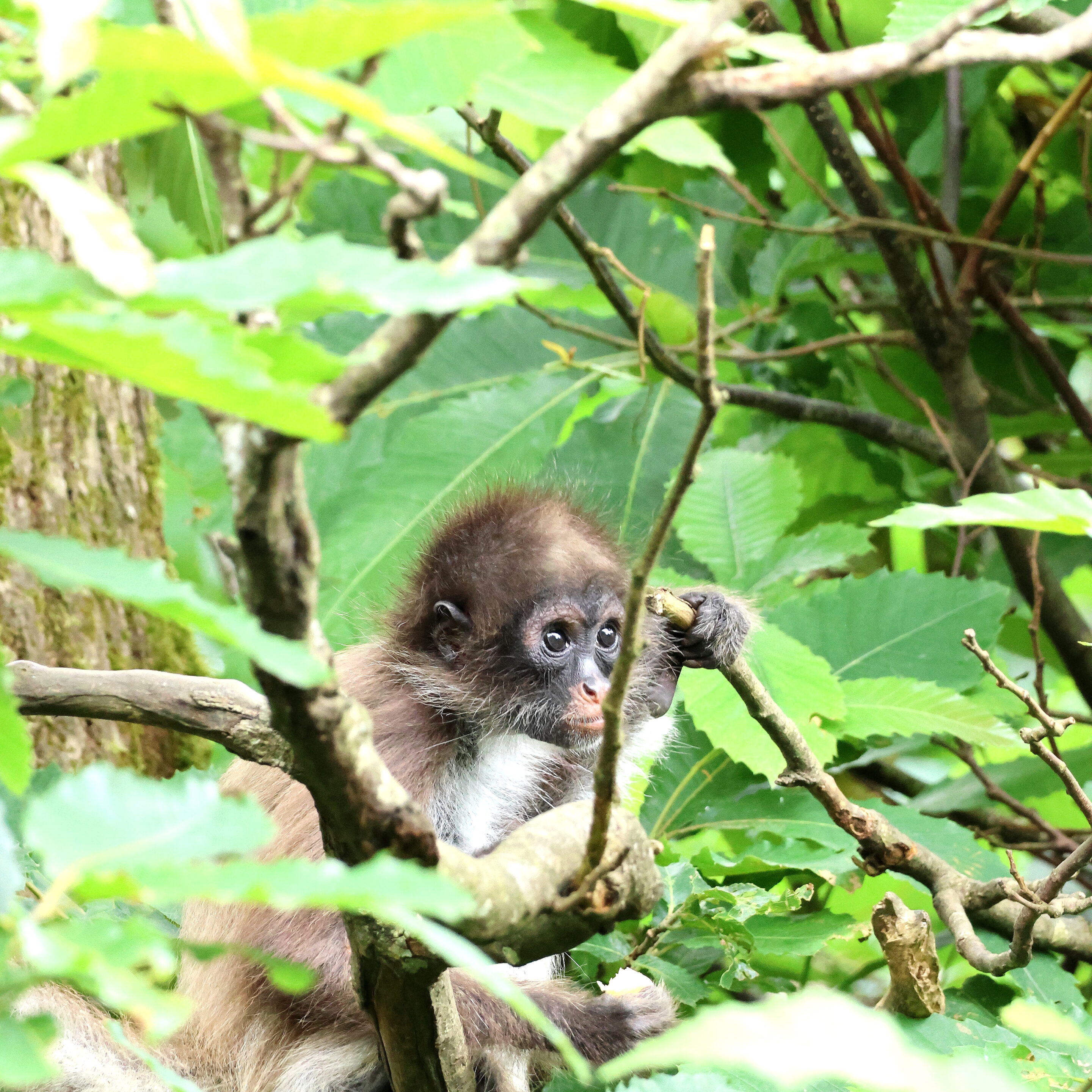 Singe aux yeux bleu – Image 7