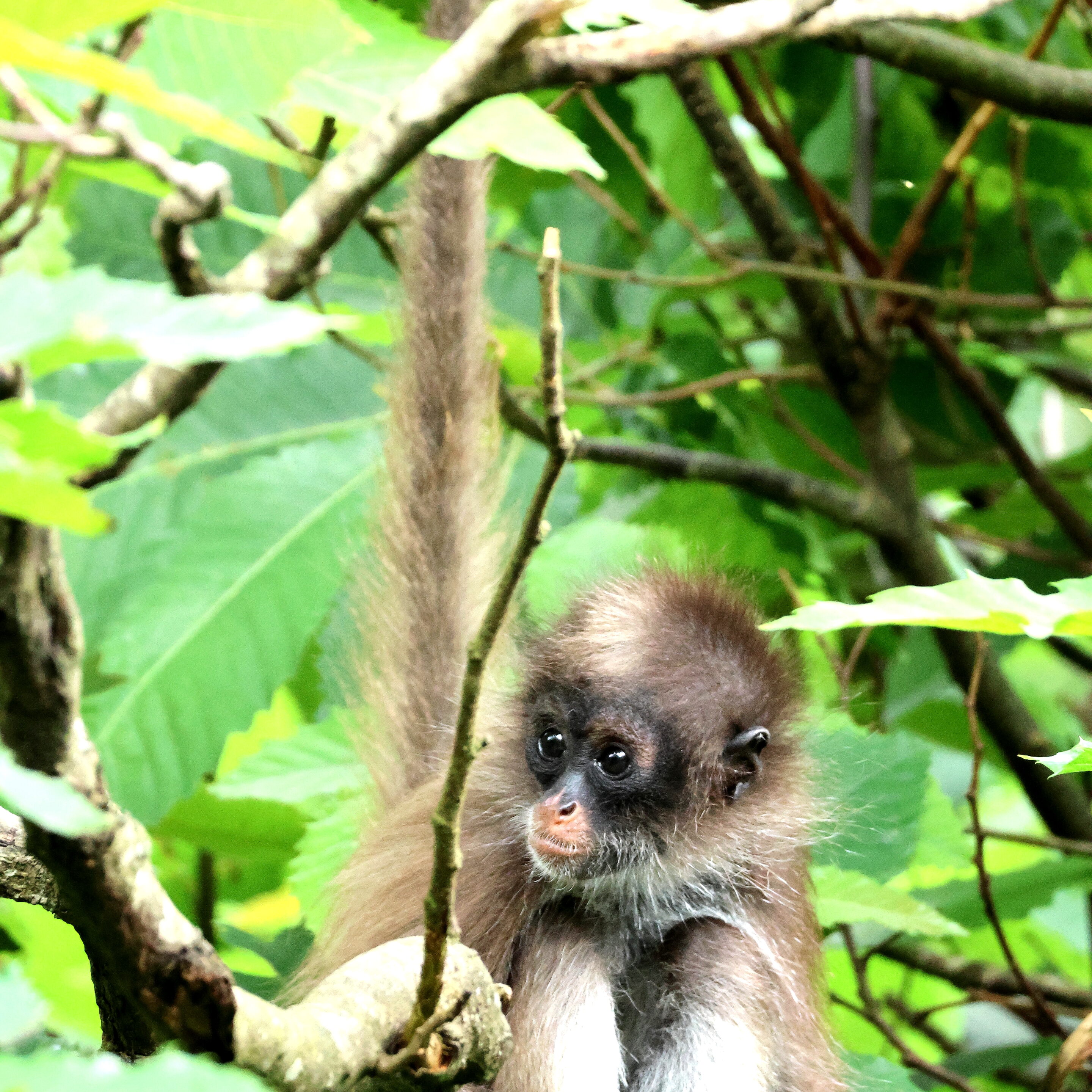 Bébés animaux au regard envoutant – Image 17