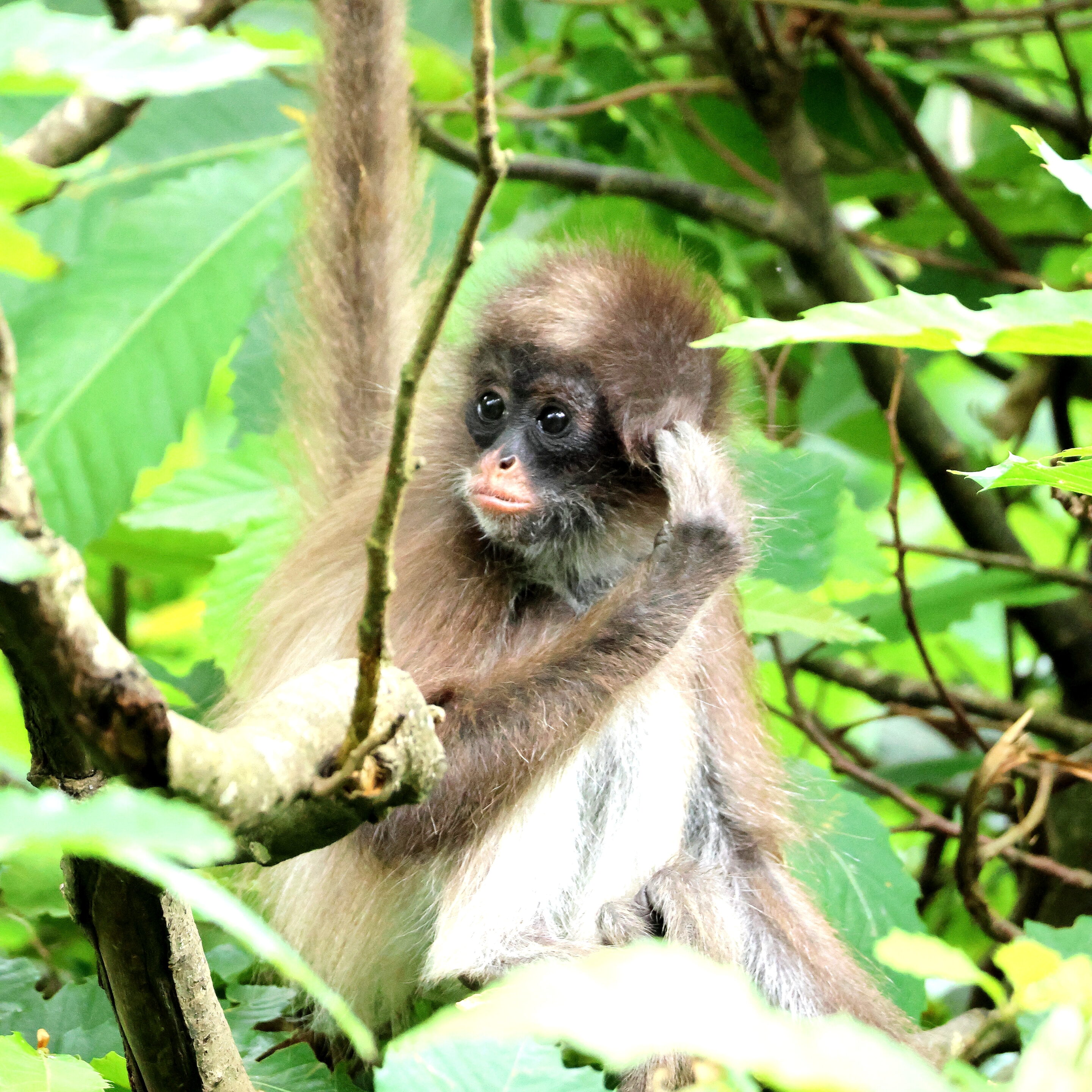 Singe aux yeux bleu – Image 5