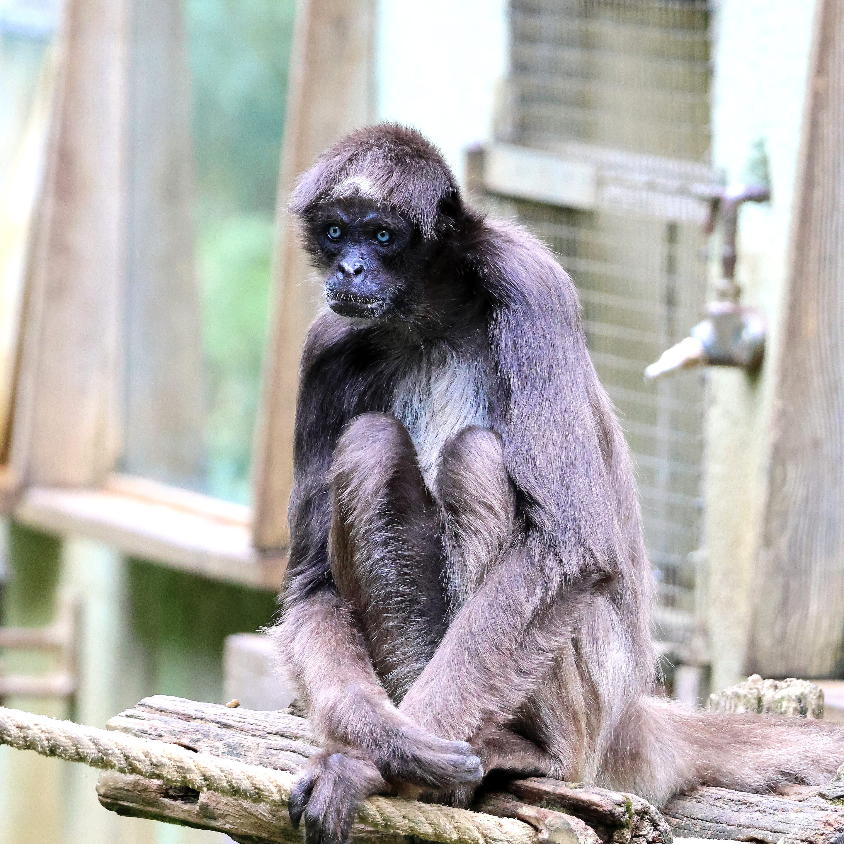 Singe aux yeux bleu – Image 10