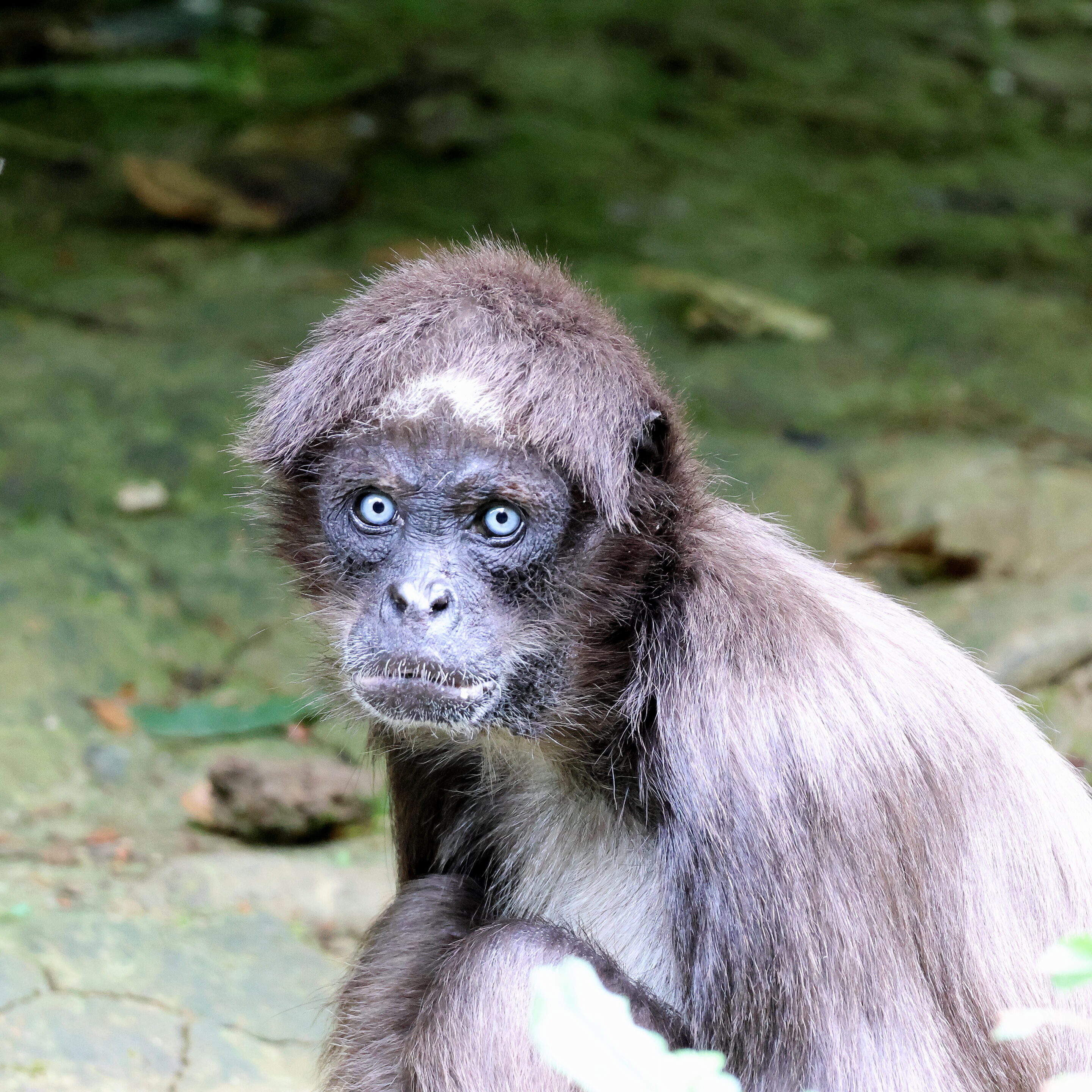 Singe aux yeux bleu – Image 11